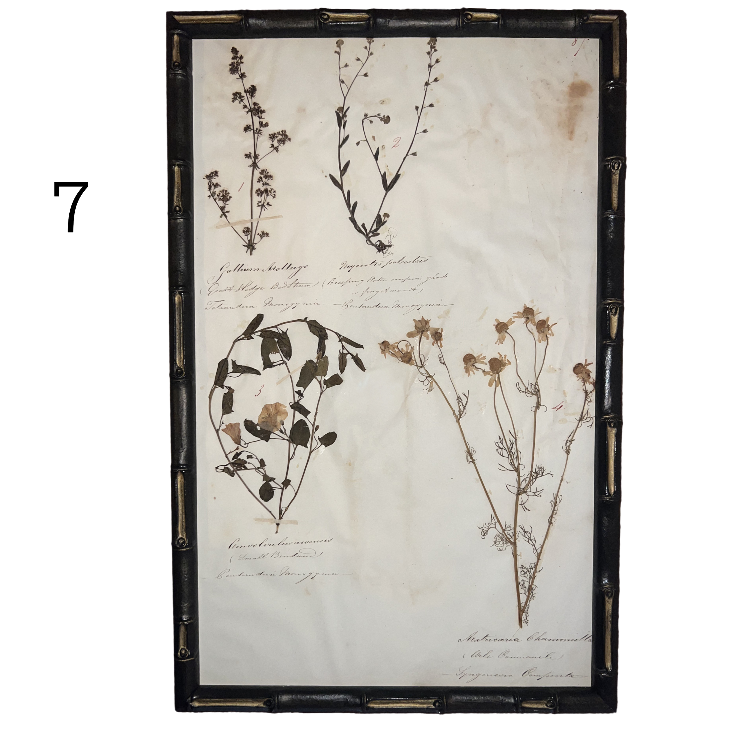 7_herbarium.png