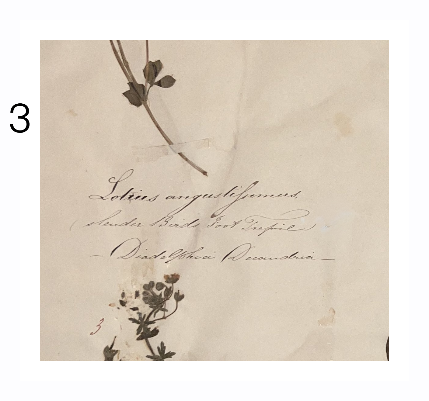 3b_herbarium.png
