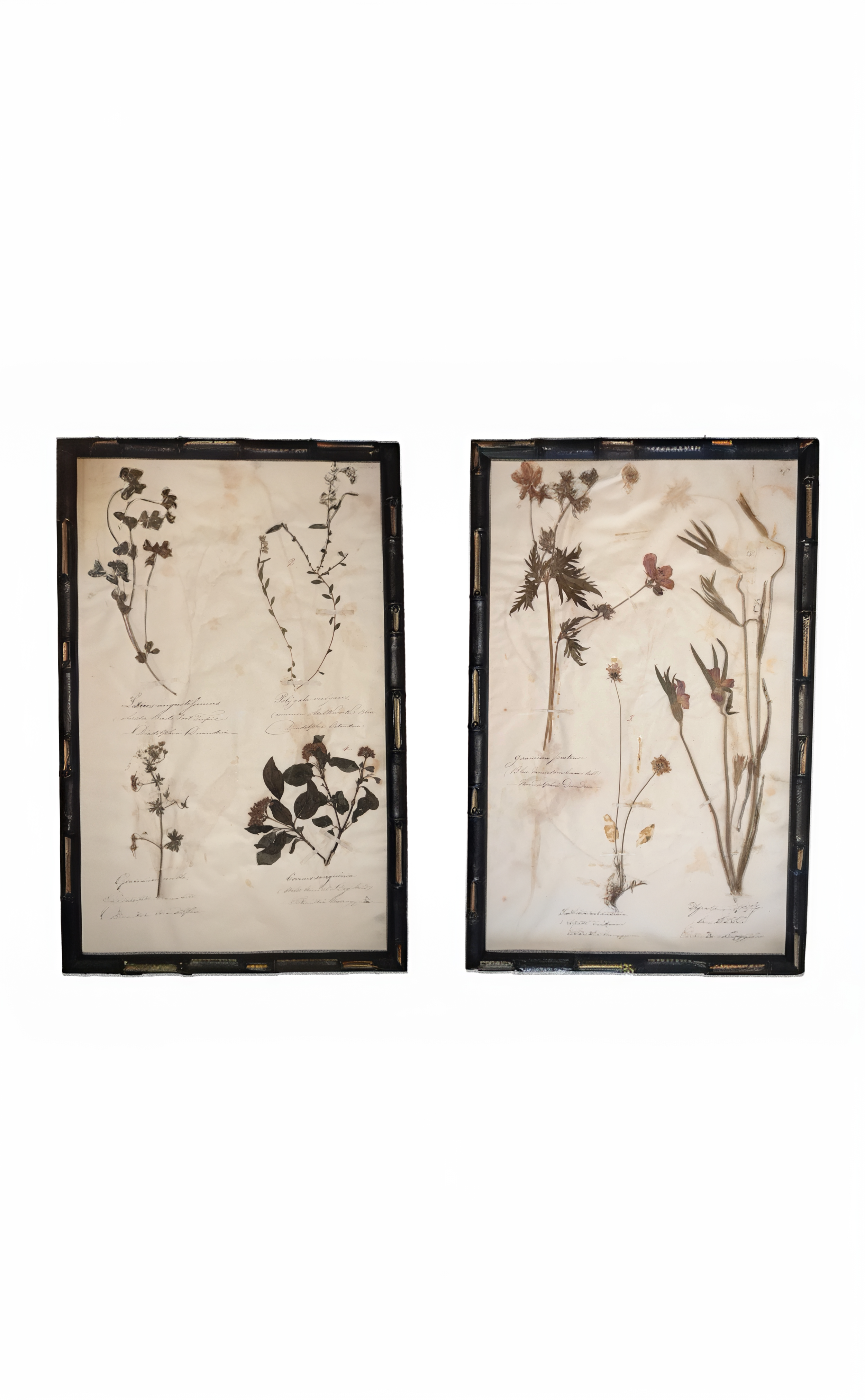 2_MAIN_WEBSITE_2nd_2 HERBARIUM PICTURES.png