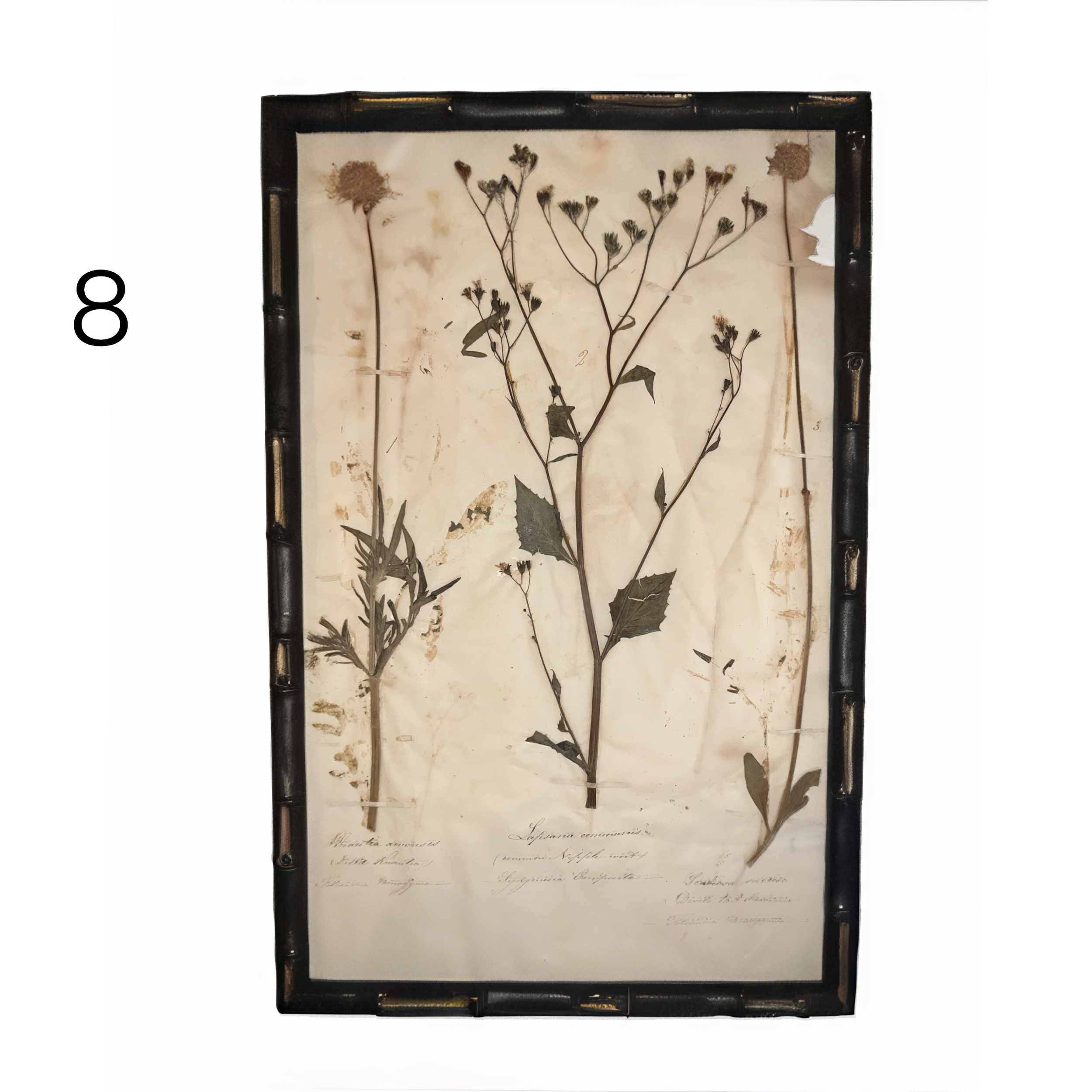 8_herbarium.png