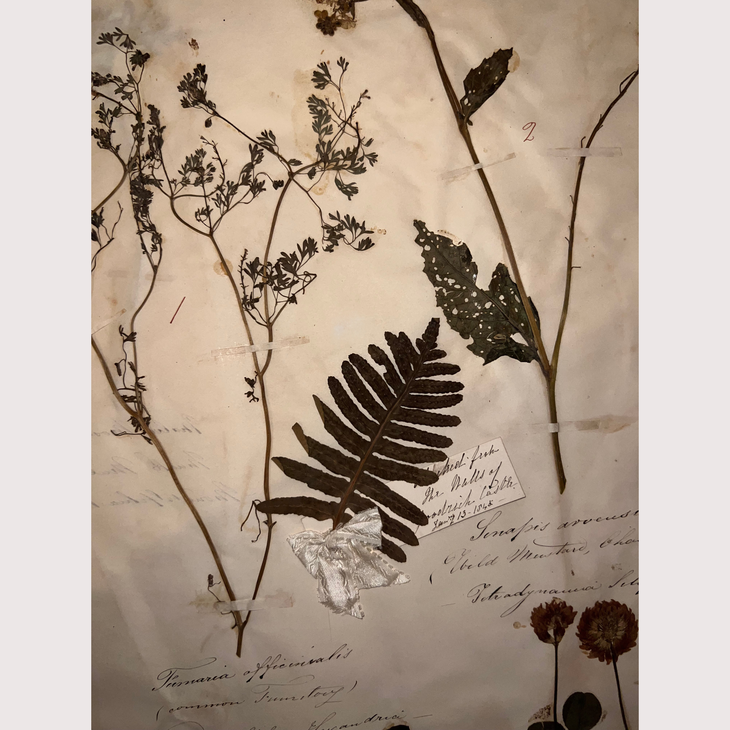 5_WEBSITE_6 HERBARIUM PICTURES.png