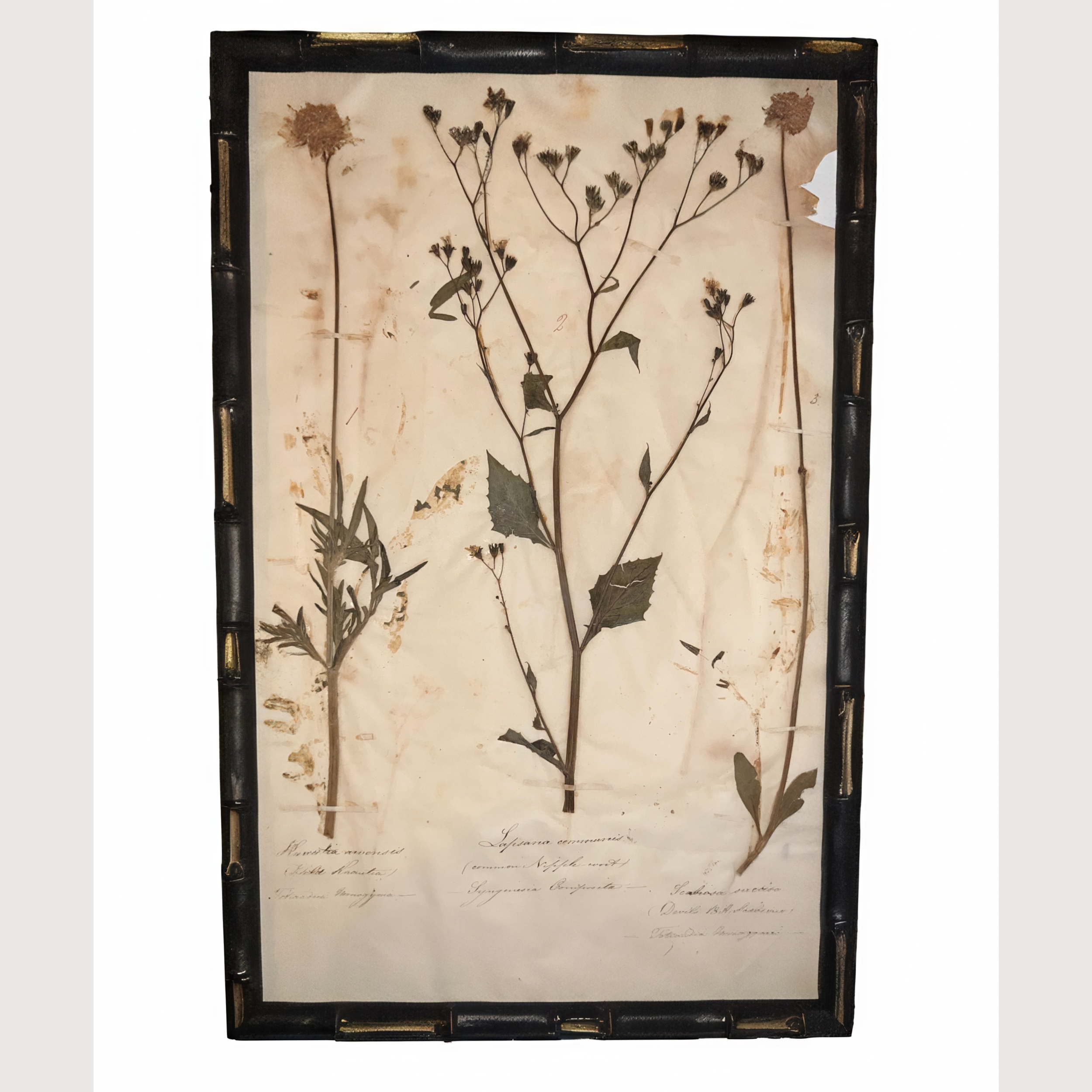7_WEBSITE_6 HERBARIUM PICTURES.png