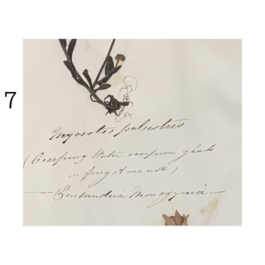 7b_herbarium.png