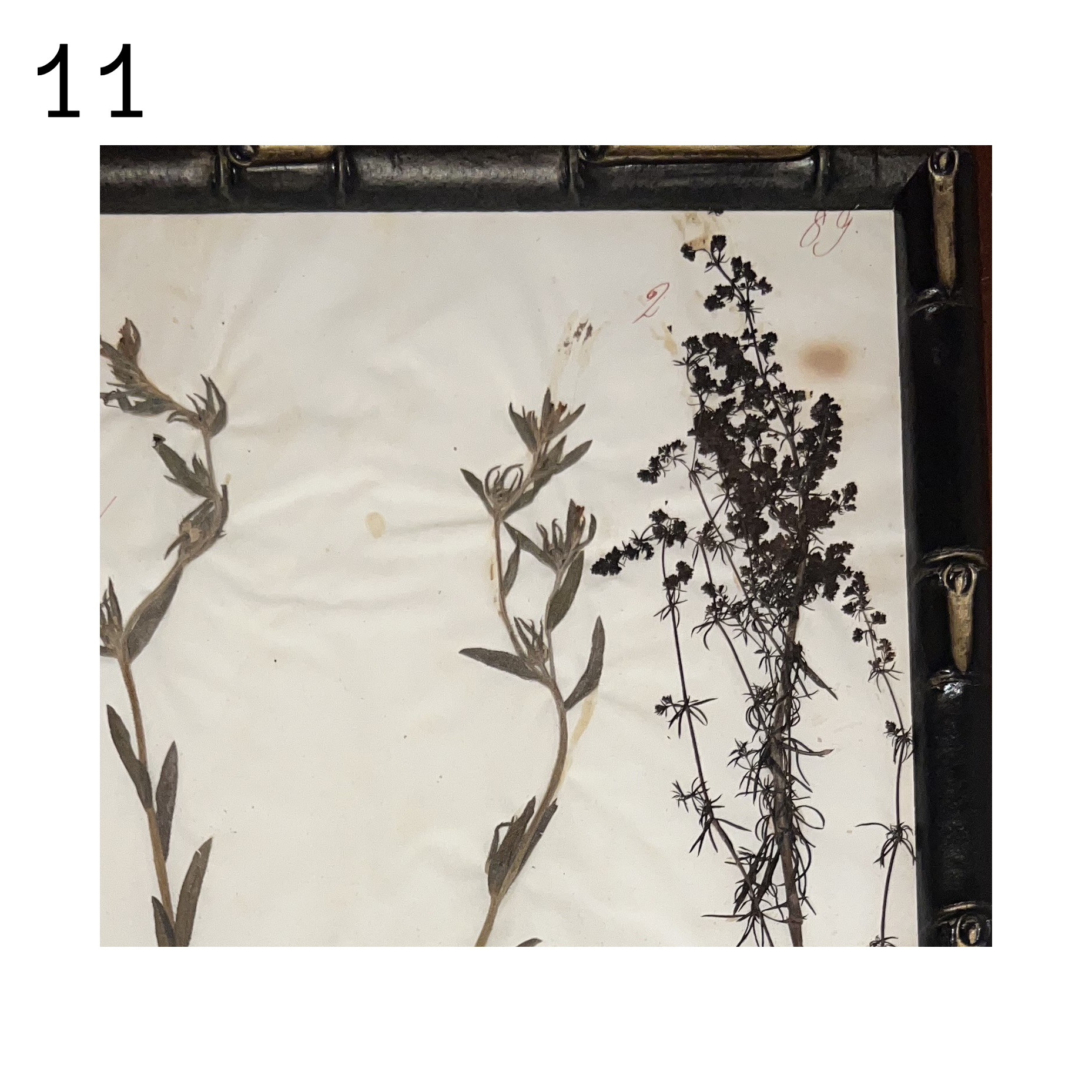 11b_herbarium.png