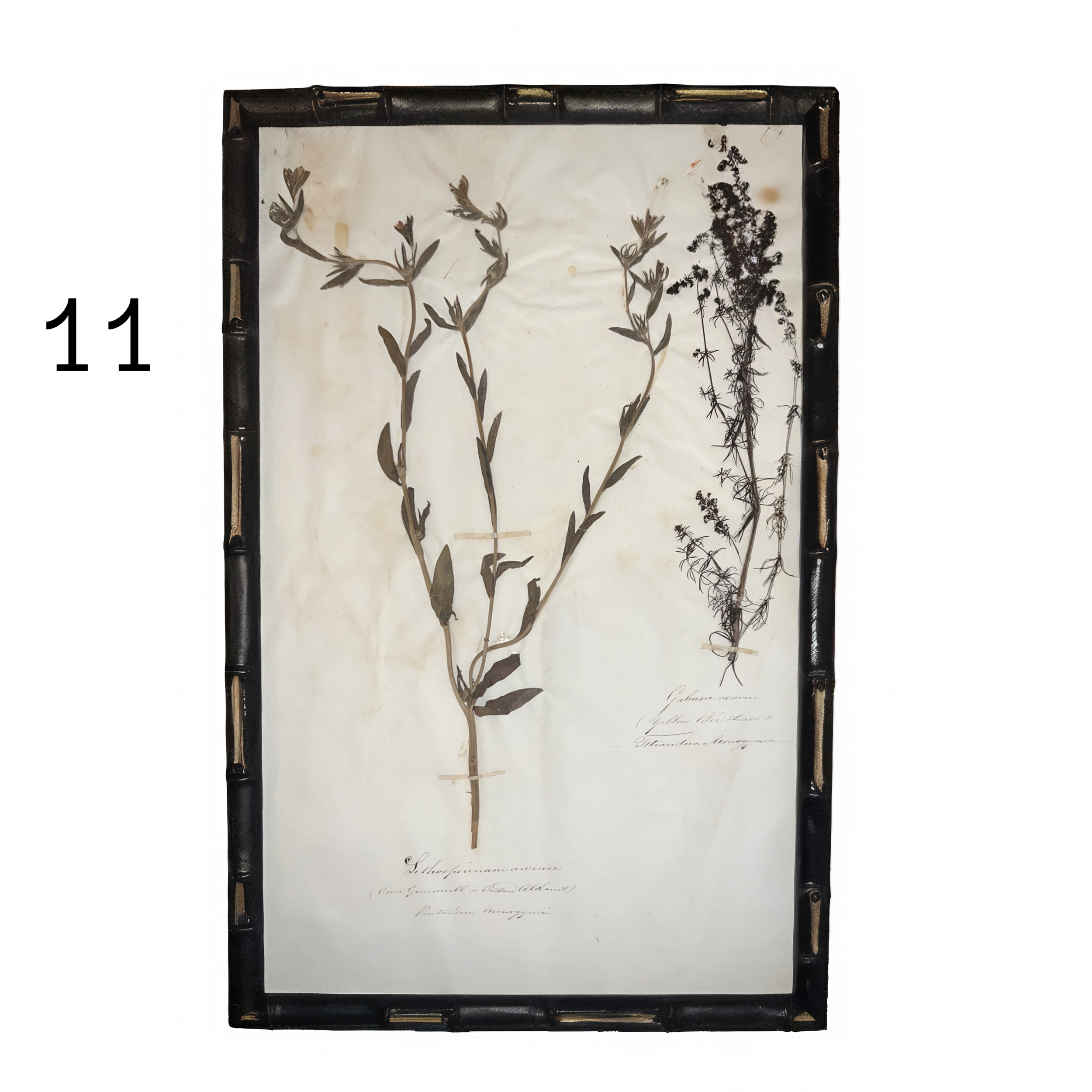 11_herbarium.png
