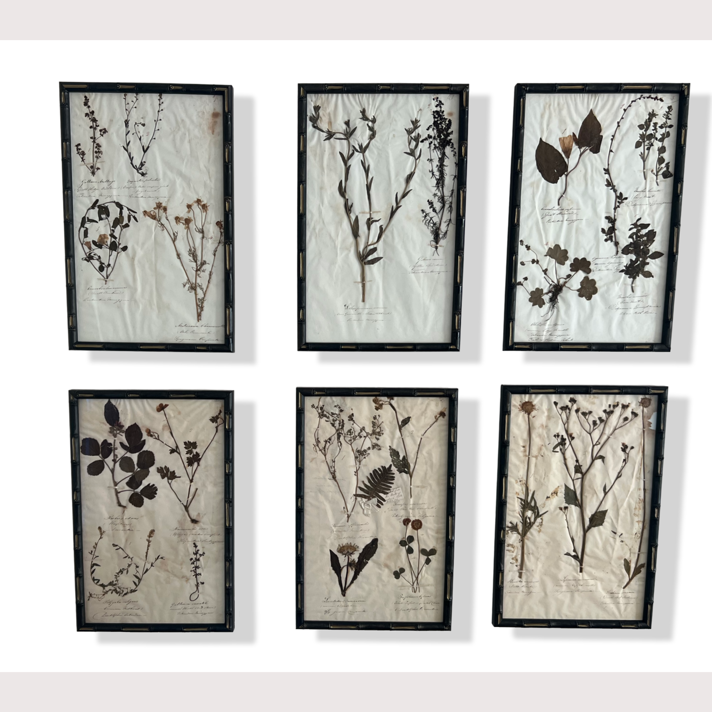 1_WEBSITE_6 HERBARIUM PICTURES.png