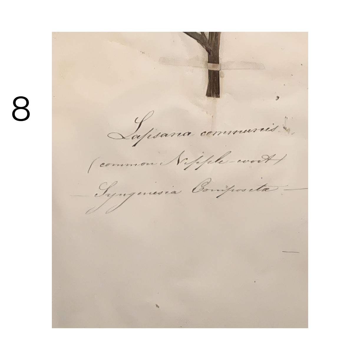 8b_herbarium.png
