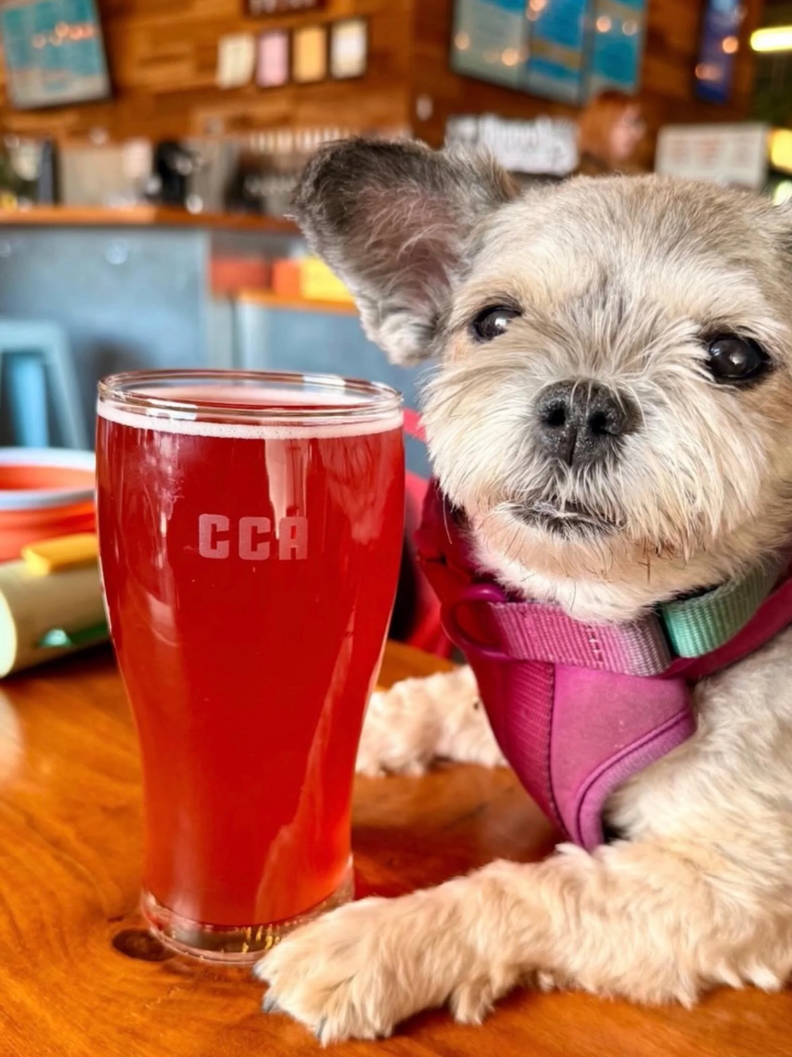 Kick off the weekend with us! @savoryscallion will be here serving up an amazing dinner lineup and we&rsquo;ve got plenty of delicious beer flowing. 

We&rsquo;re open from 3pm-10pm. Hope to see you here.

Thanks @drinkswithdaphne for the adorable pi
