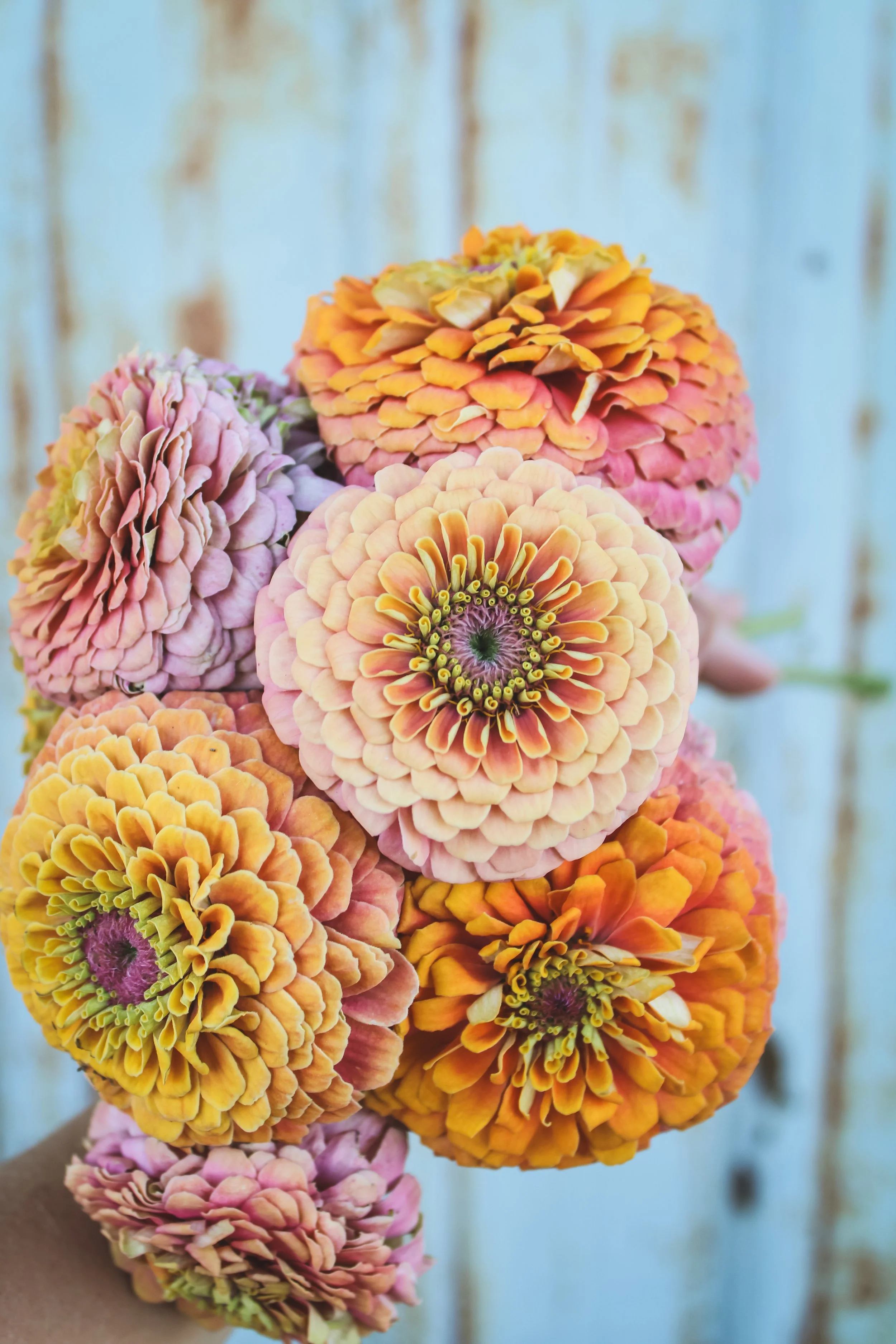 Dearest Joanna Orange Creamsicle