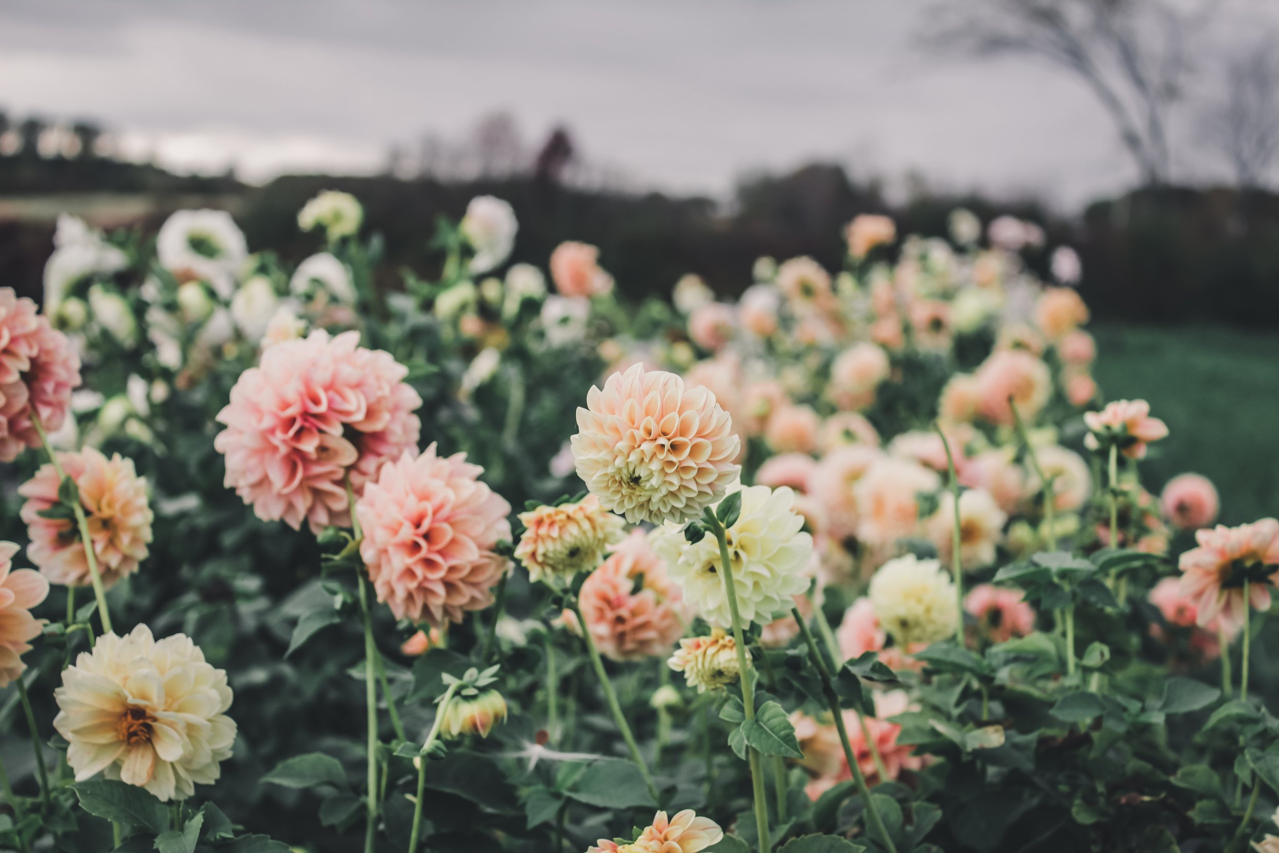 processed_524abd4747974692a930868c3f8a6641.jpeg