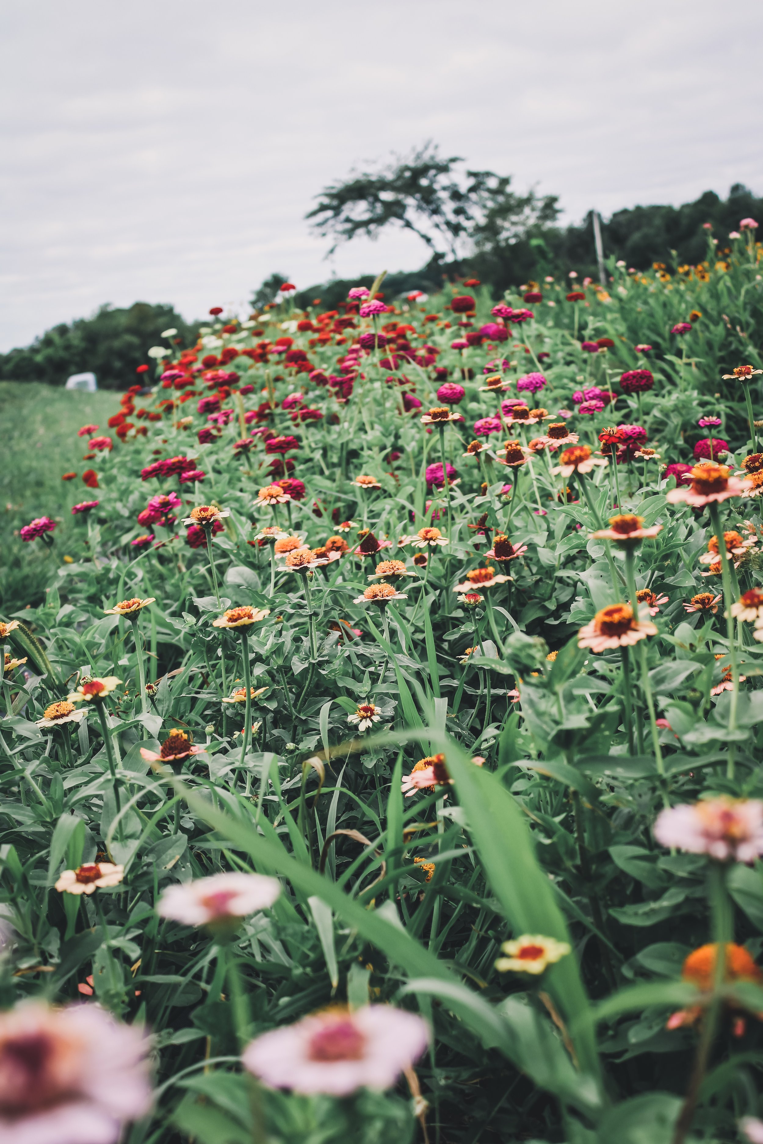 processed_a3cc152cdb51436e9155c8bbfbb52a99.jpeg