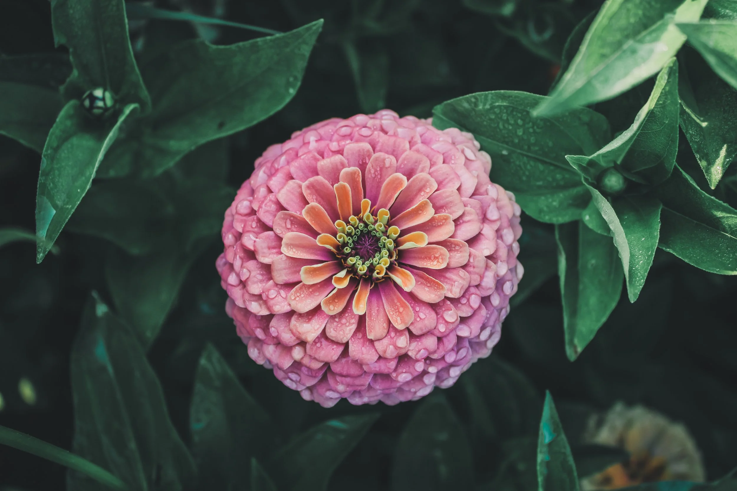 Zinnia, Dearest Joanna Mix — Basket of Flowers Farm