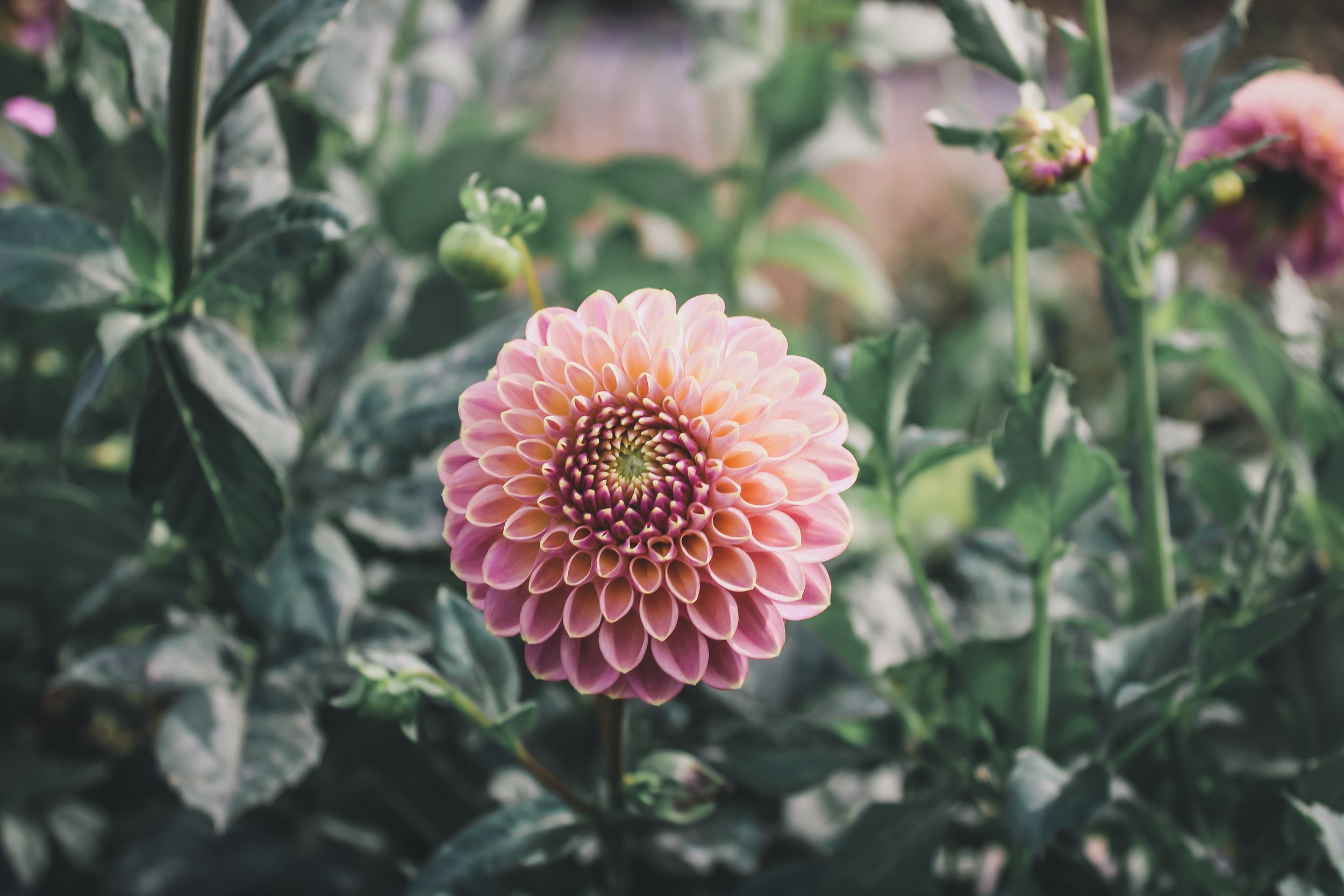 Our bred dahlia