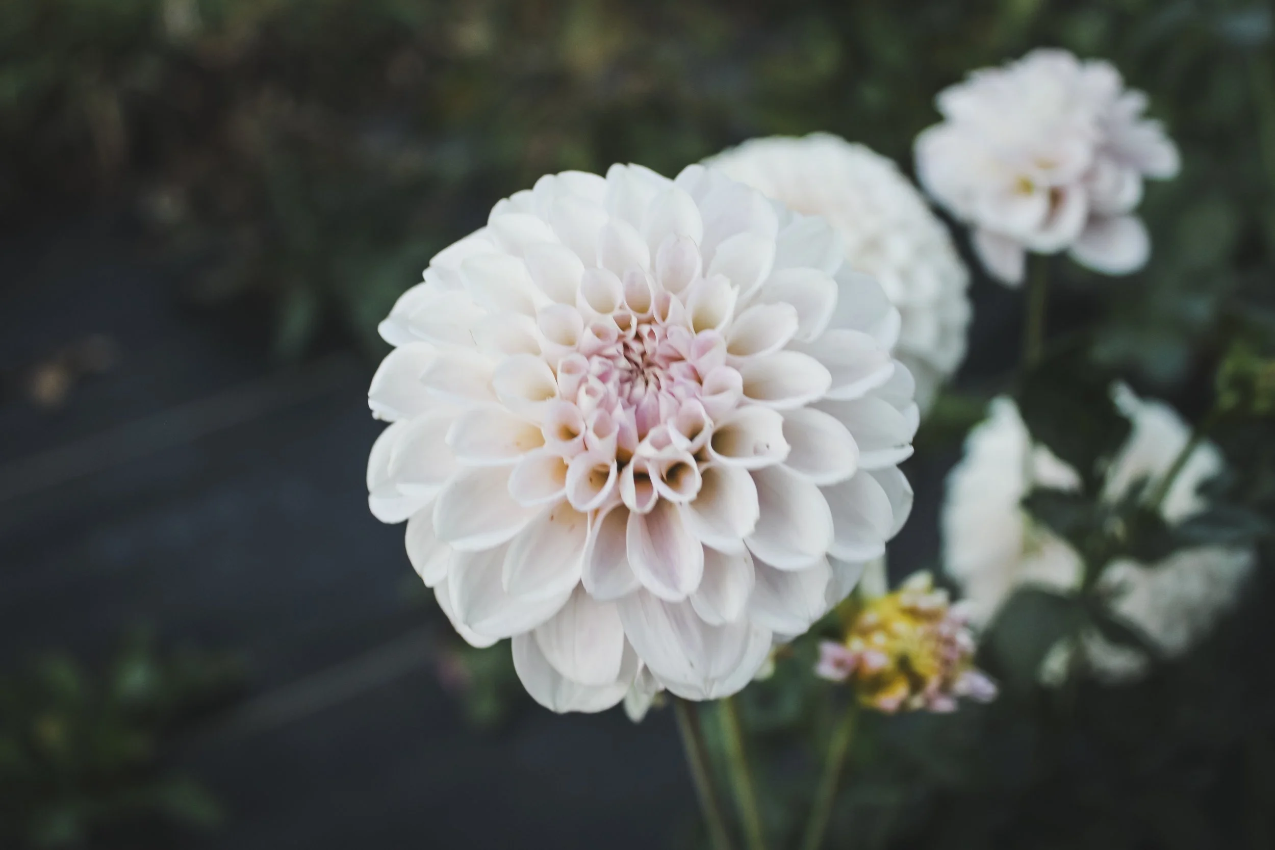 Our bred Dahlia