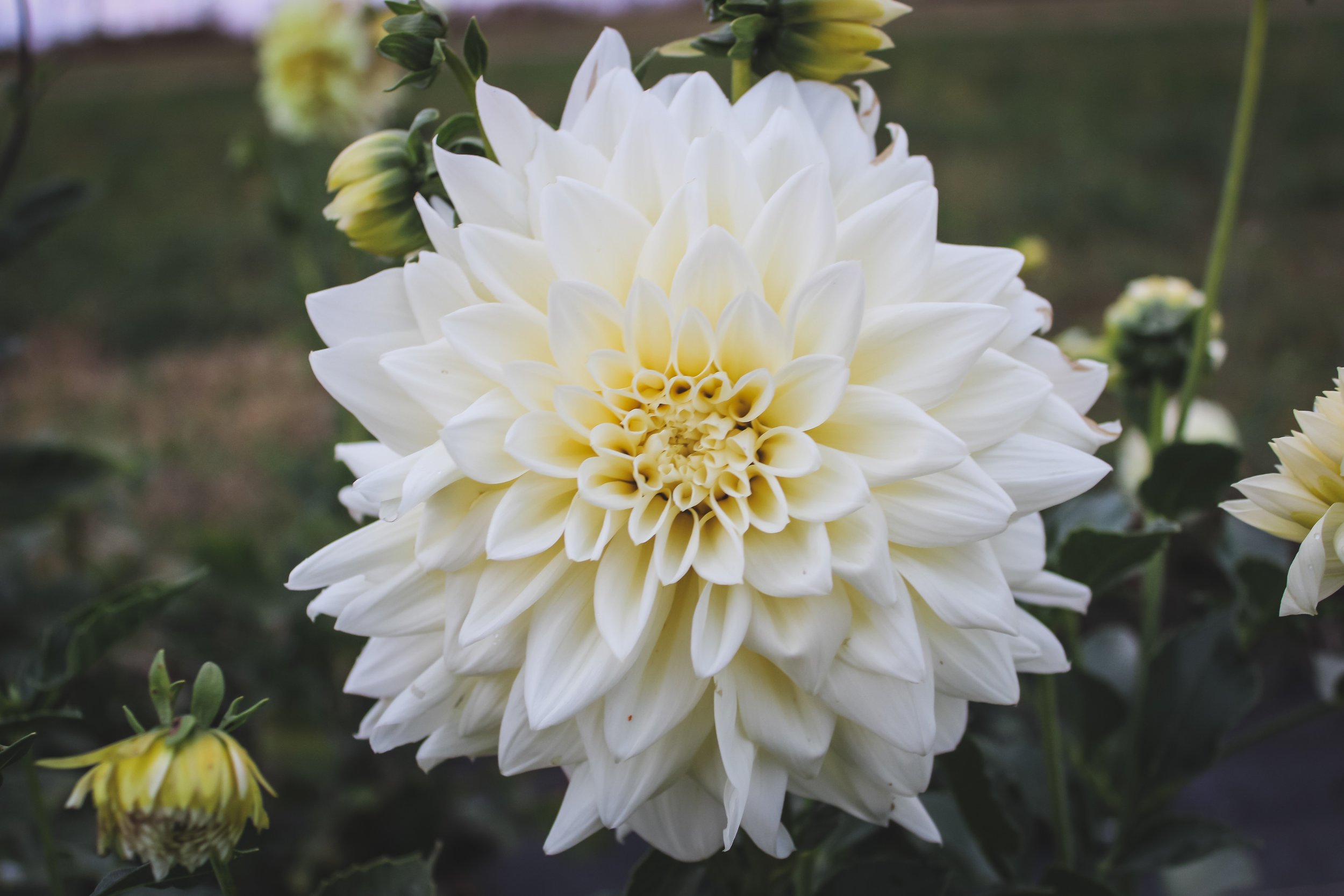 Our bred Dahlia