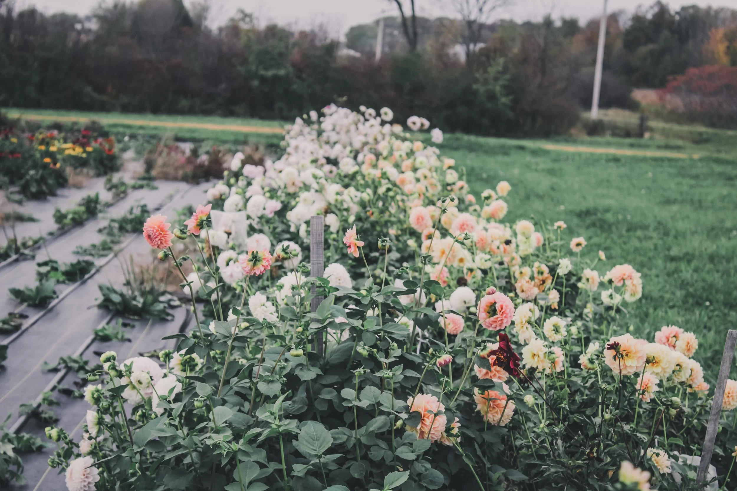Our U-Pick Field