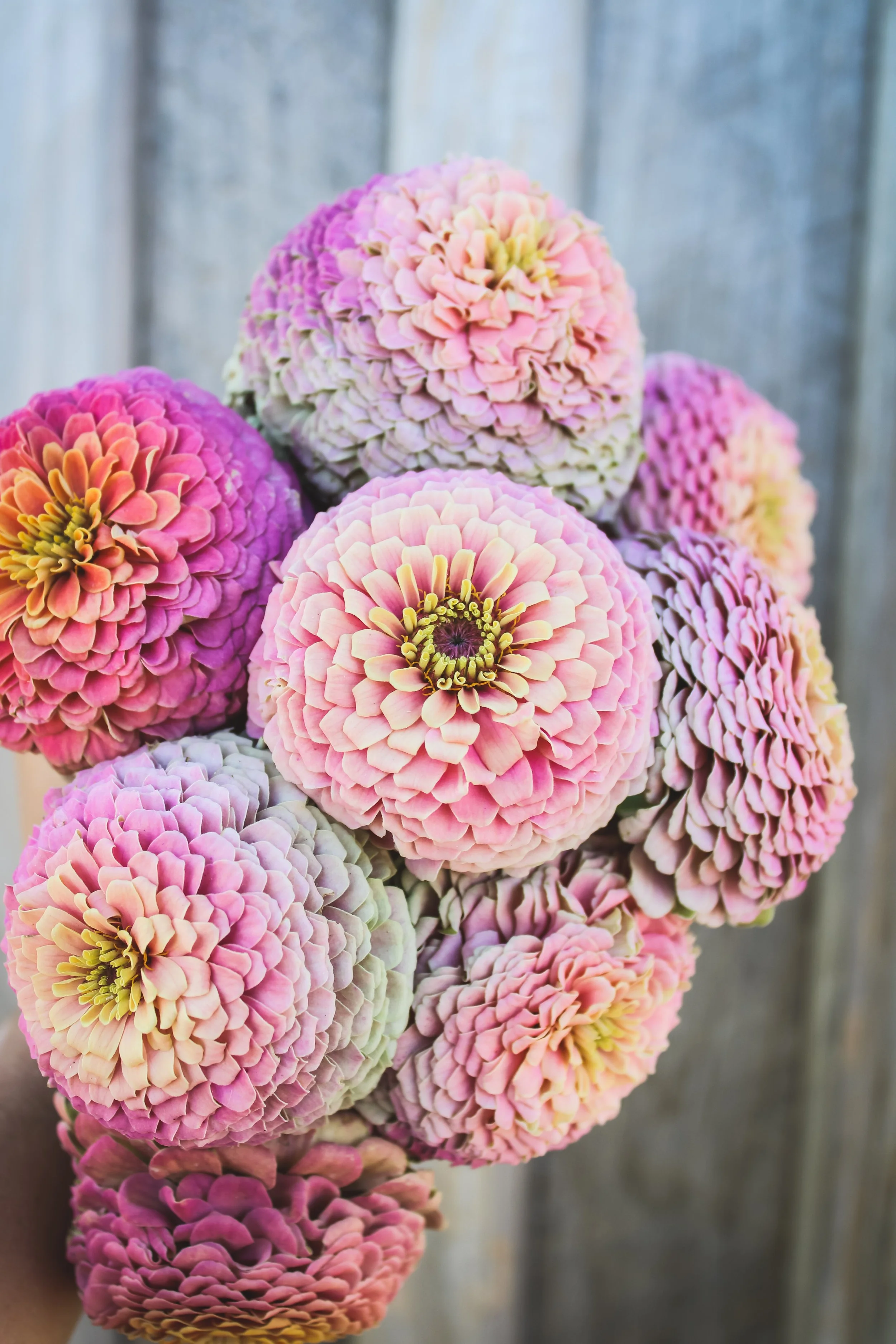 Dearest Joanna Bubblegum Zinnias