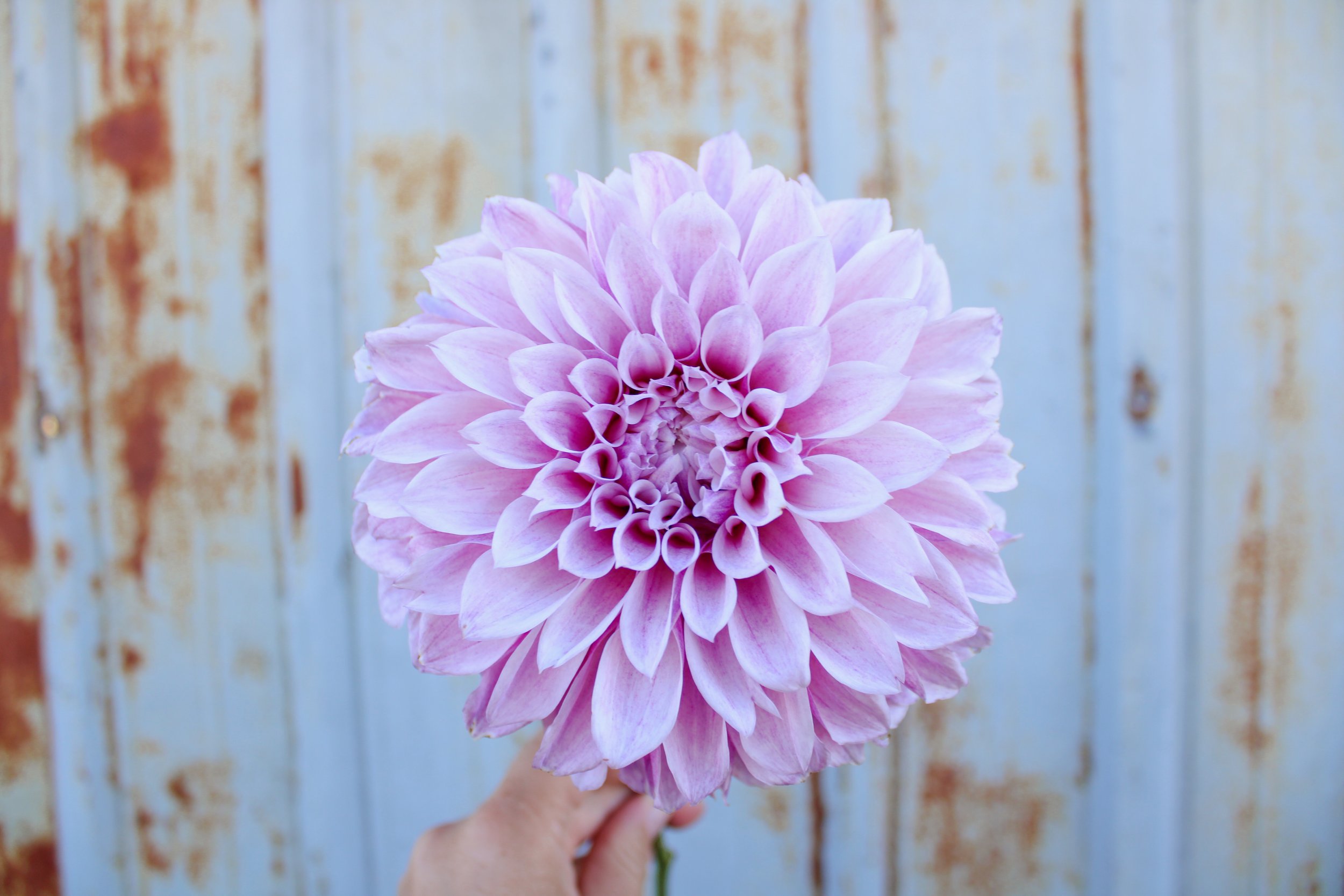 Our bred dahlia