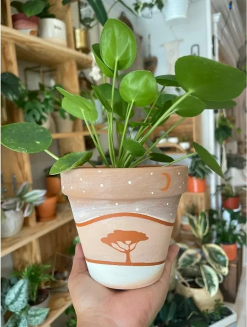 Modern Terrarium Bar, business photo 6