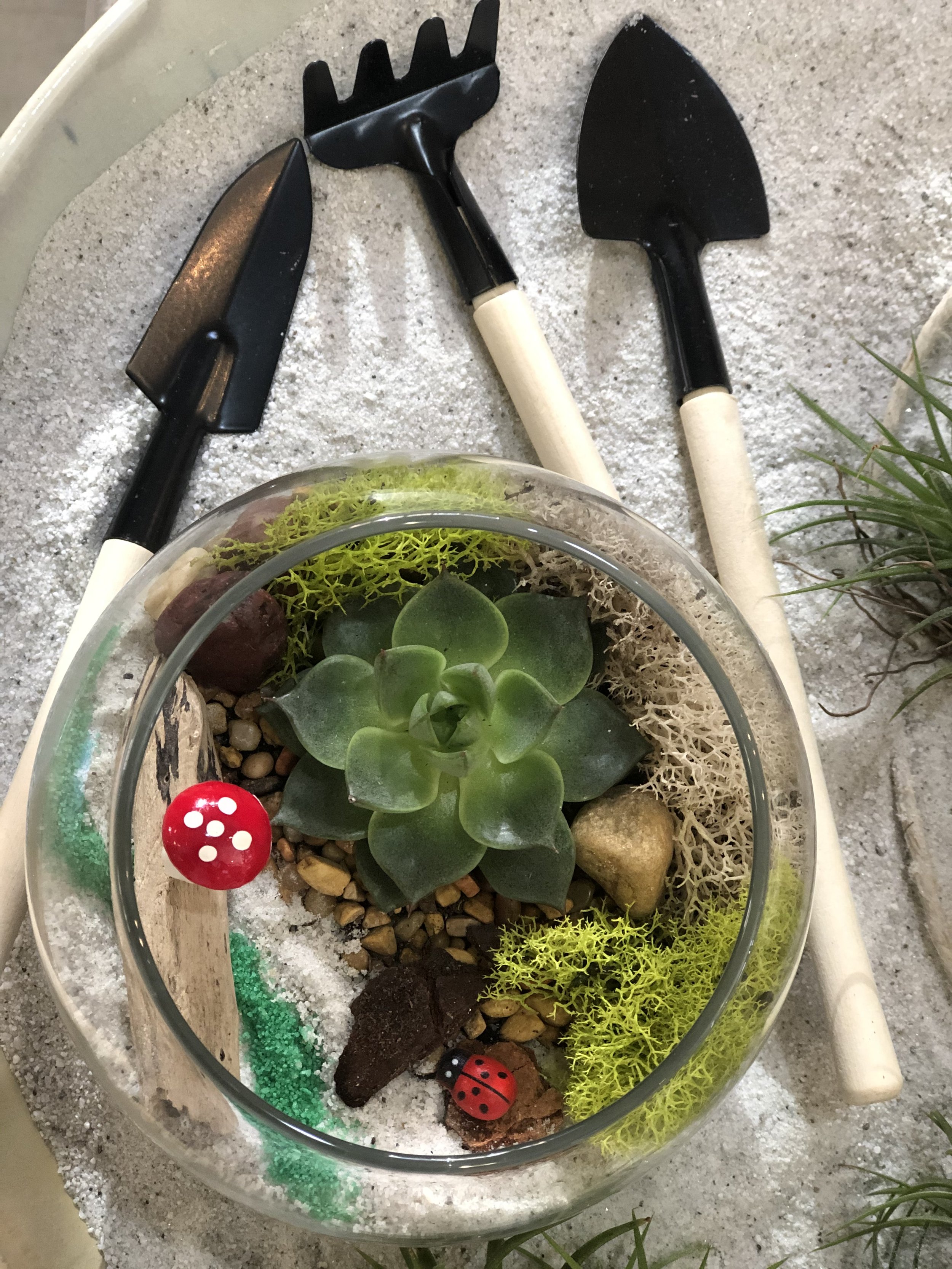 Forest Terrarium Kit