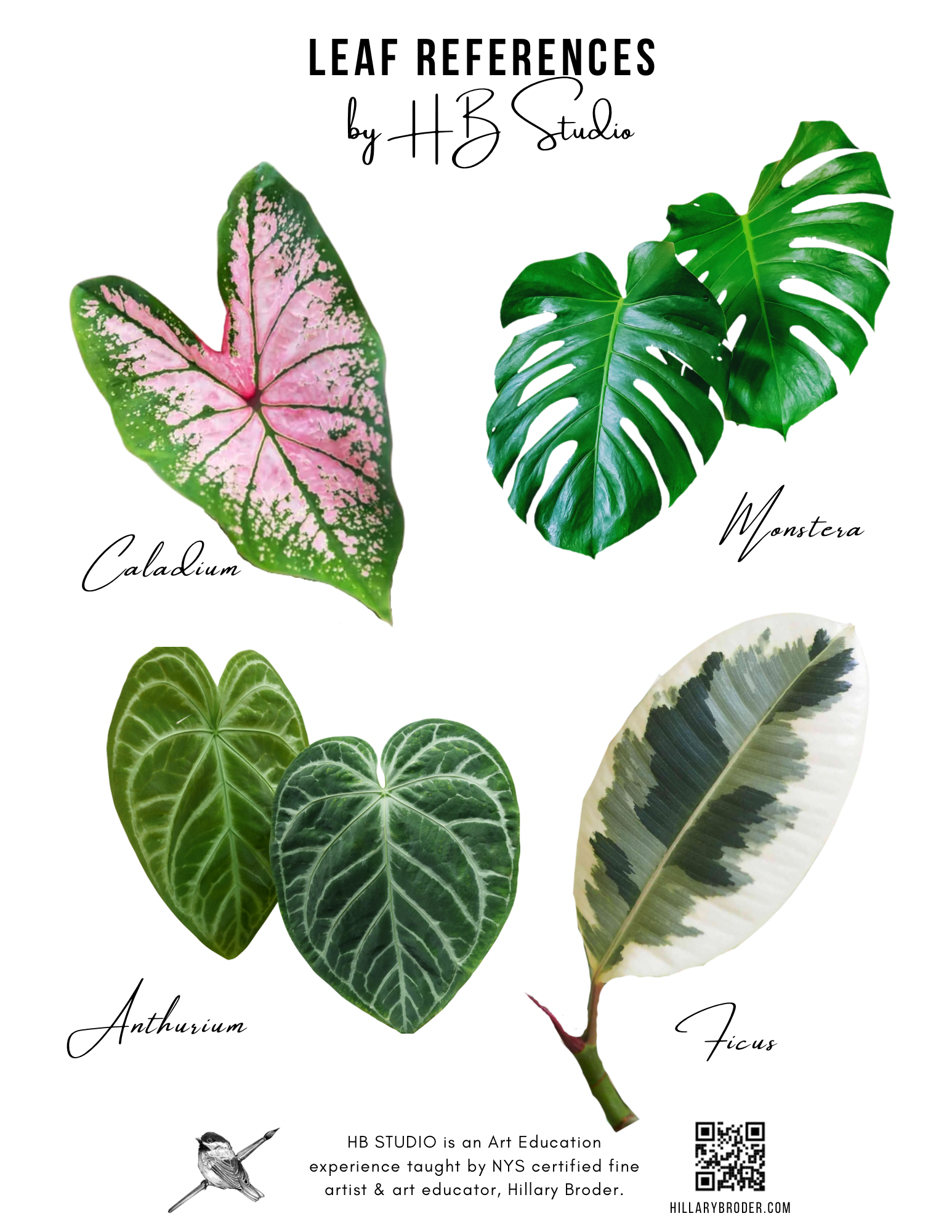 Plant Outline + References - Leaf Ref.png