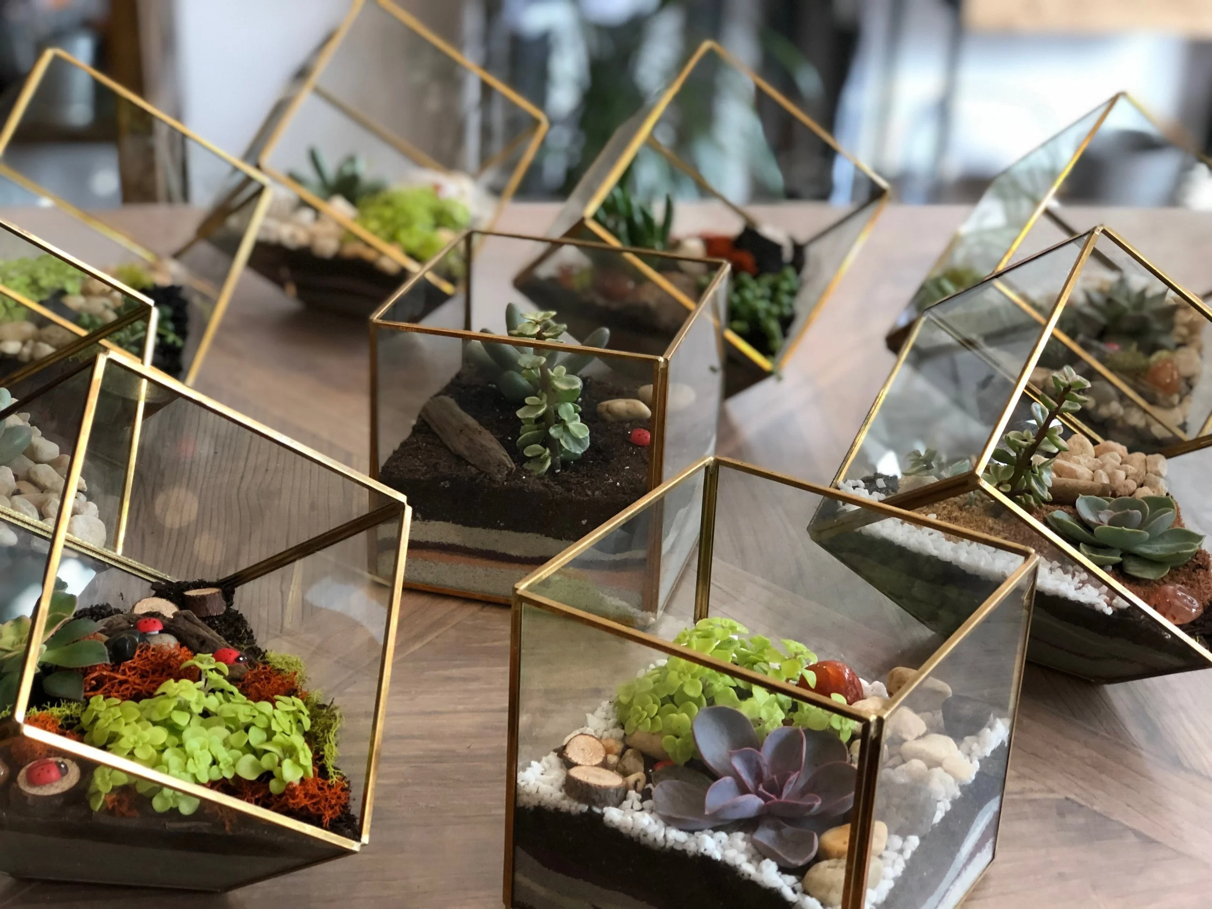 DIY Terrarium Bar — Modern Terrarium Bar