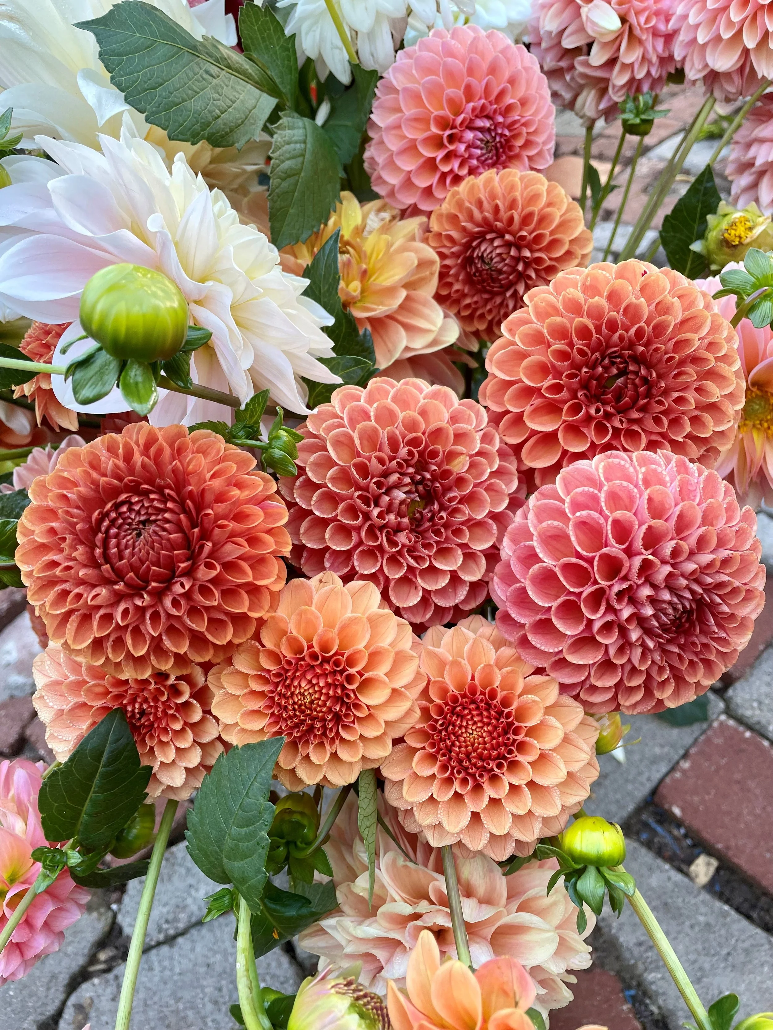 Dahlias 2.jpg