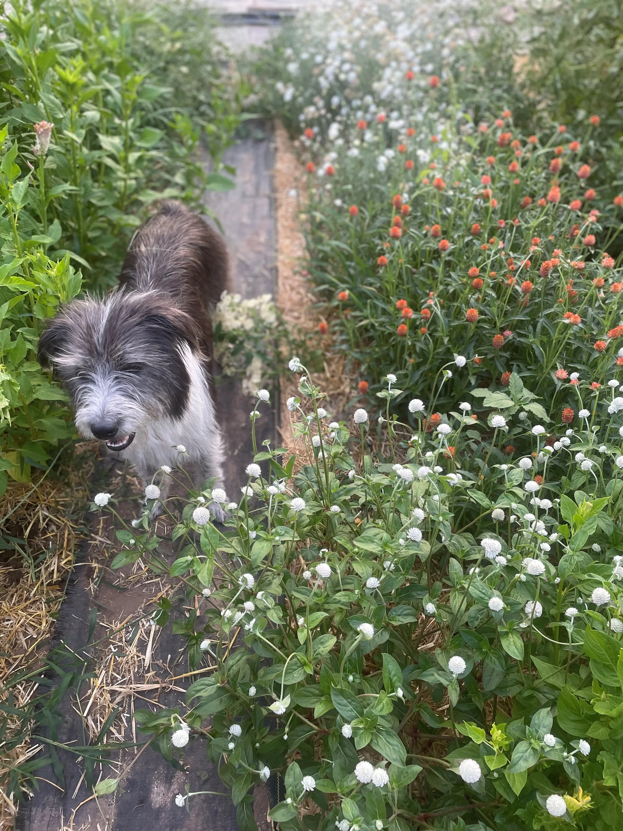 Flower Farm.jpg