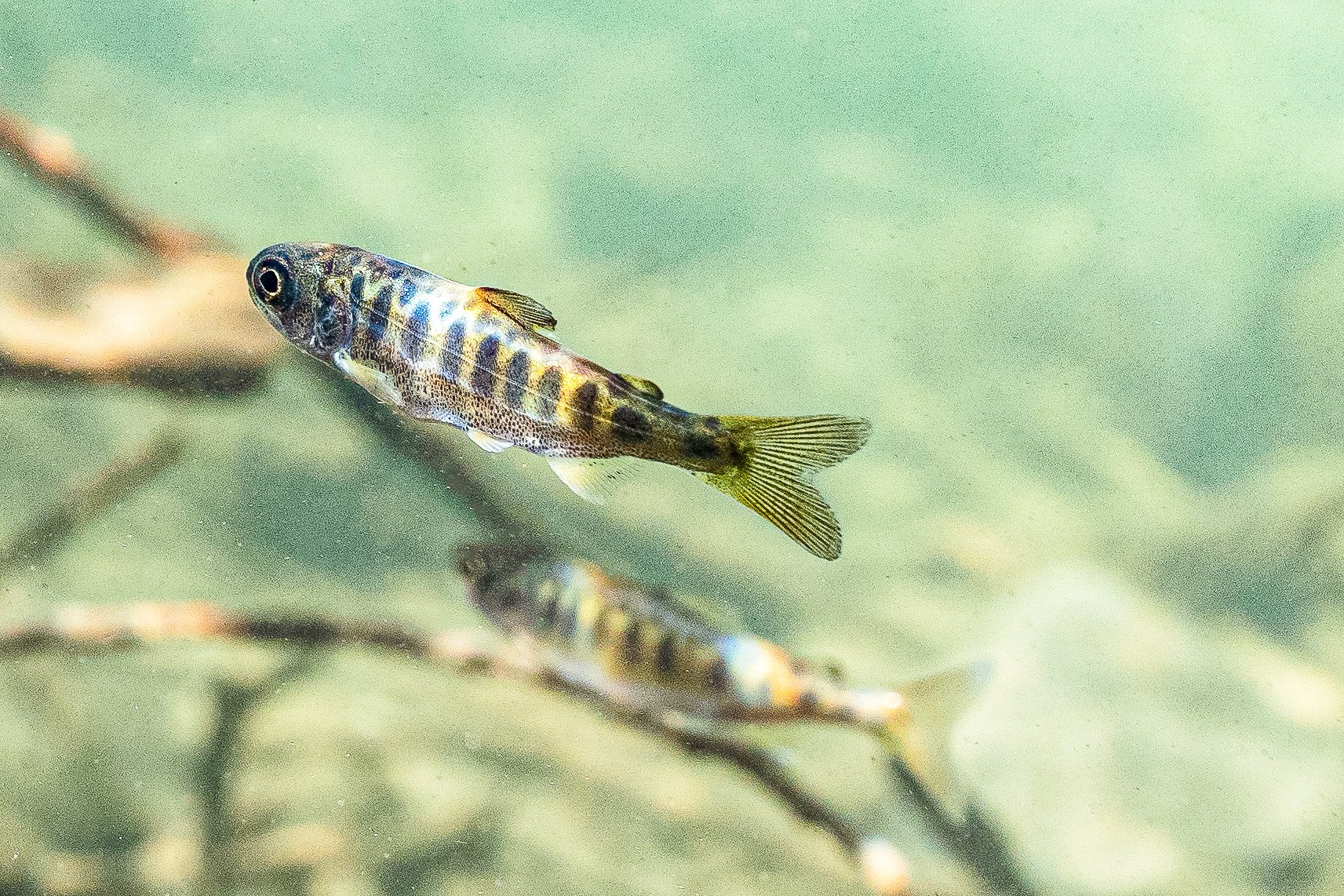 Small Salmon Swimming - R. Michael Strategies