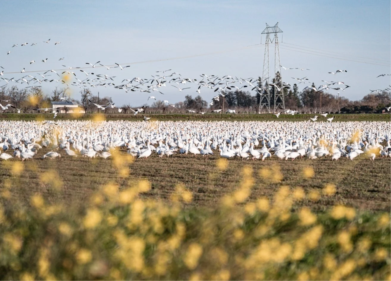 birds-4.jpg