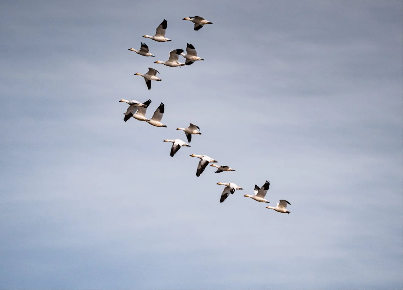birds-2.jpg