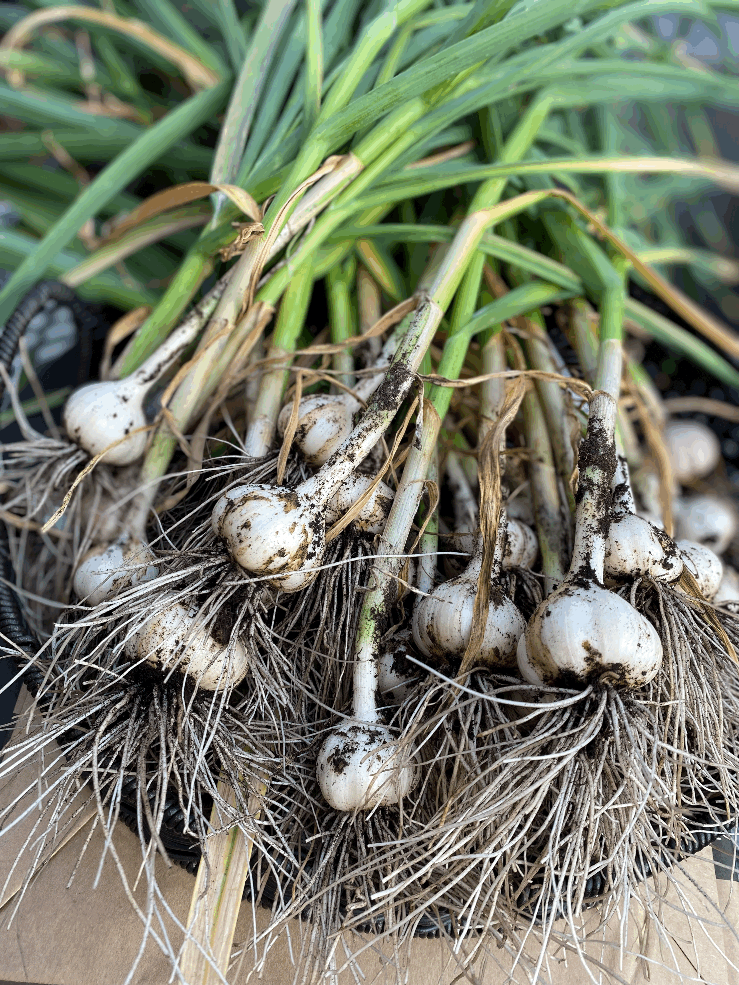 Garlic is for the Patient Gardener