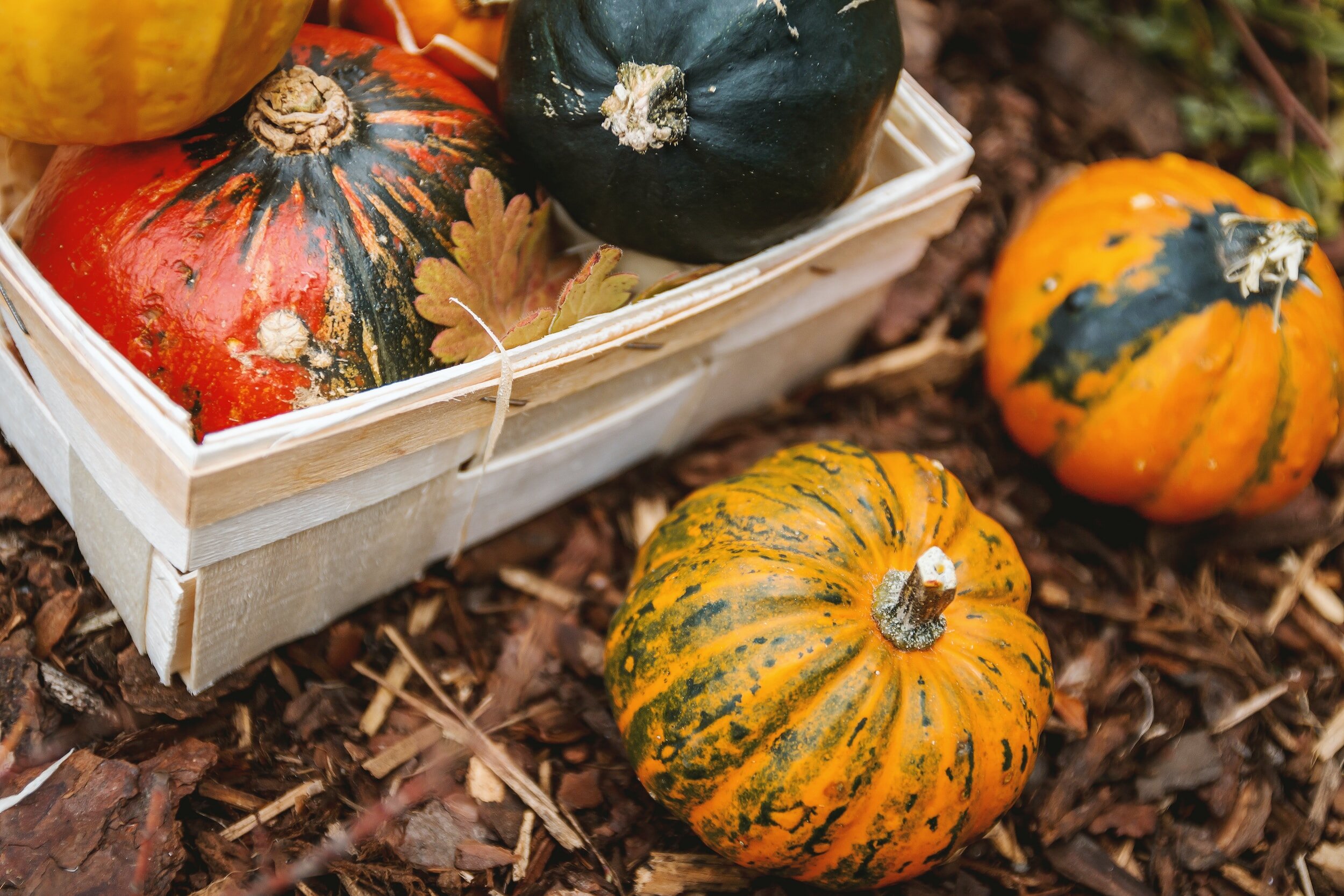 The Fall Garden