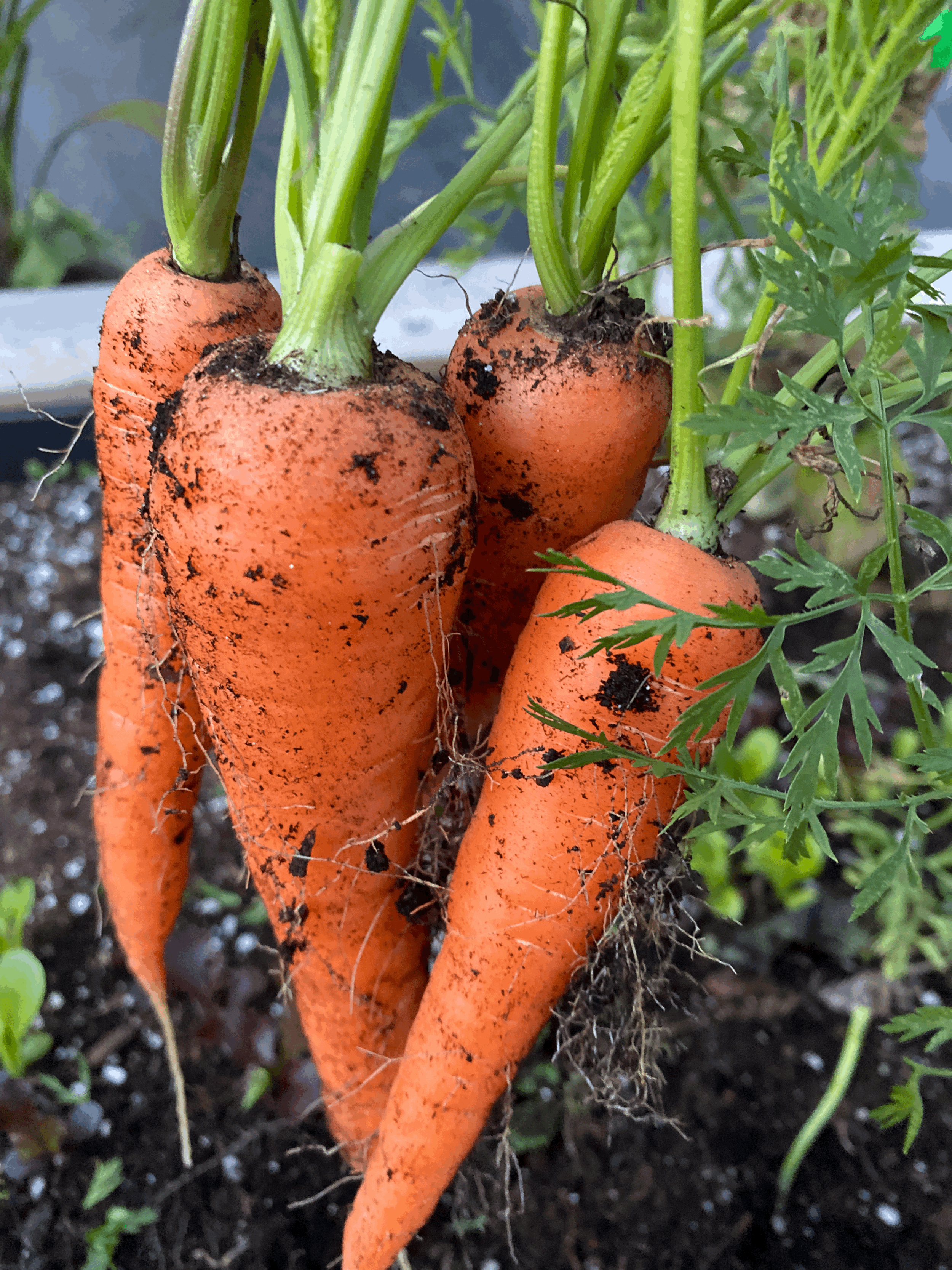 Digging Deep: 5 Helpful Tips for Growing Carrots from Seed to Harvest