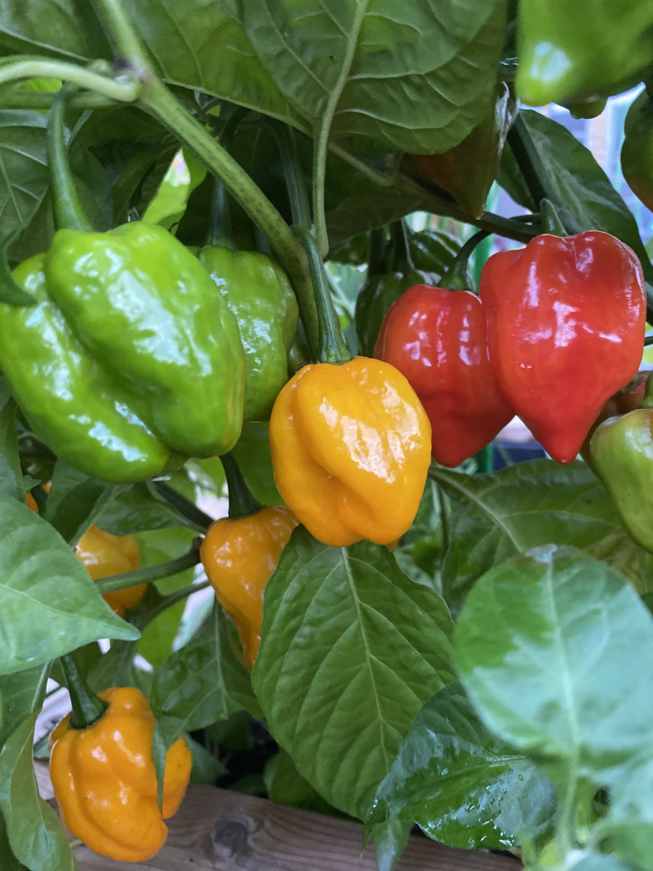 Short Season Pepper Secrets: How to Get Ripe Peppers Before the First Frost