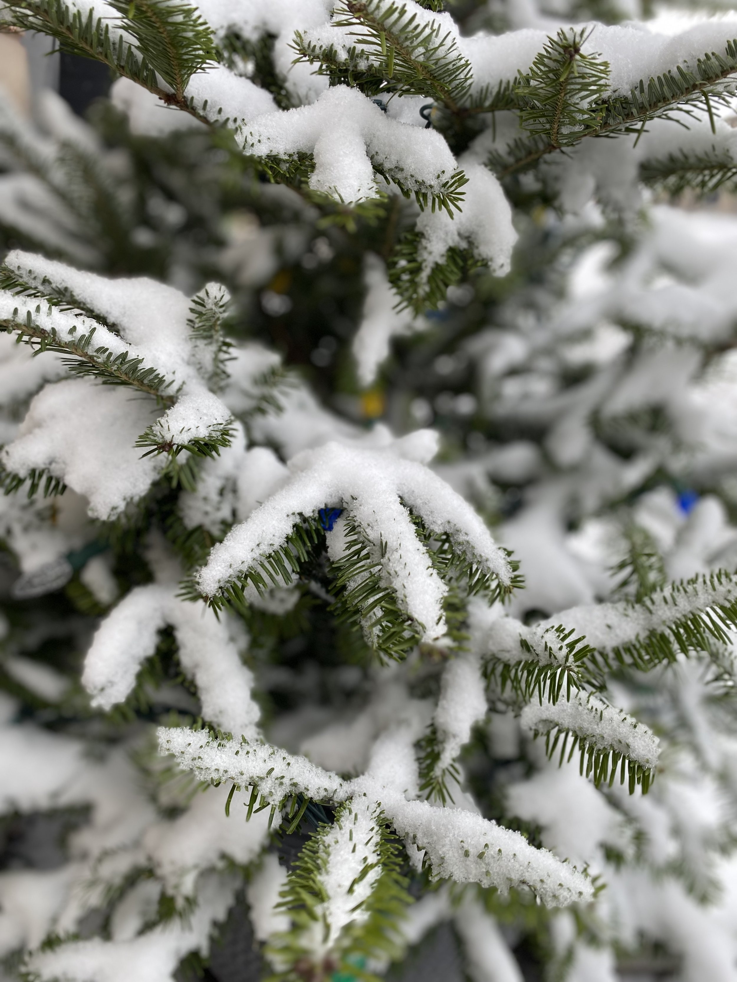 Preparing for Winter: A guide to Closing Your Garden for the Season