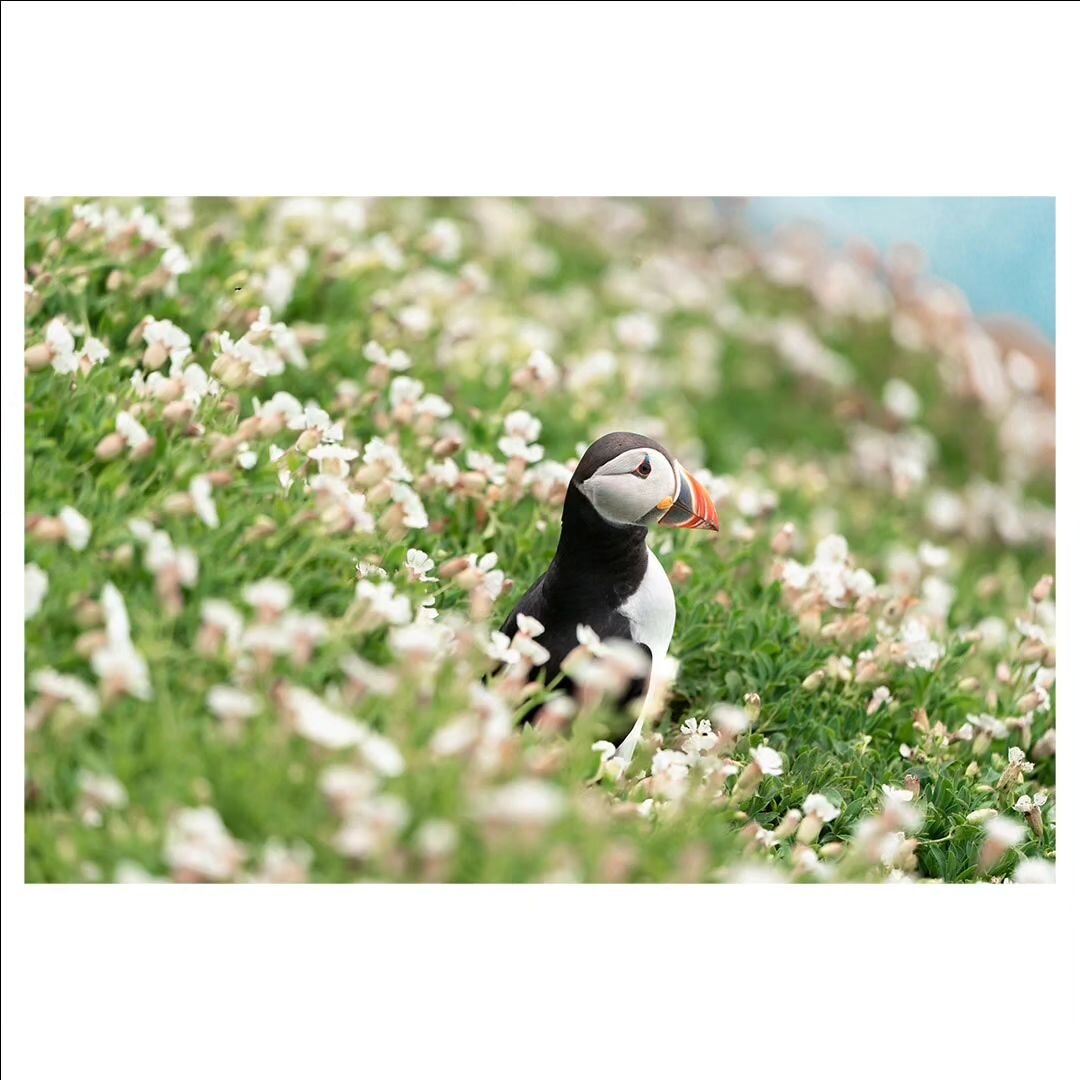 Skellig Puffin, May 2023