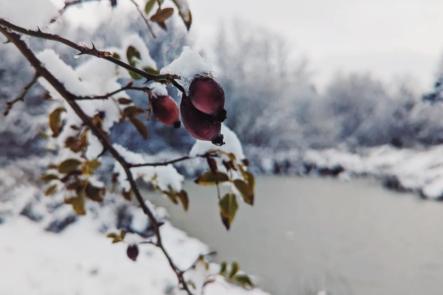 The wetland has received its first snow of the season, and it's quite the winter wonderland!