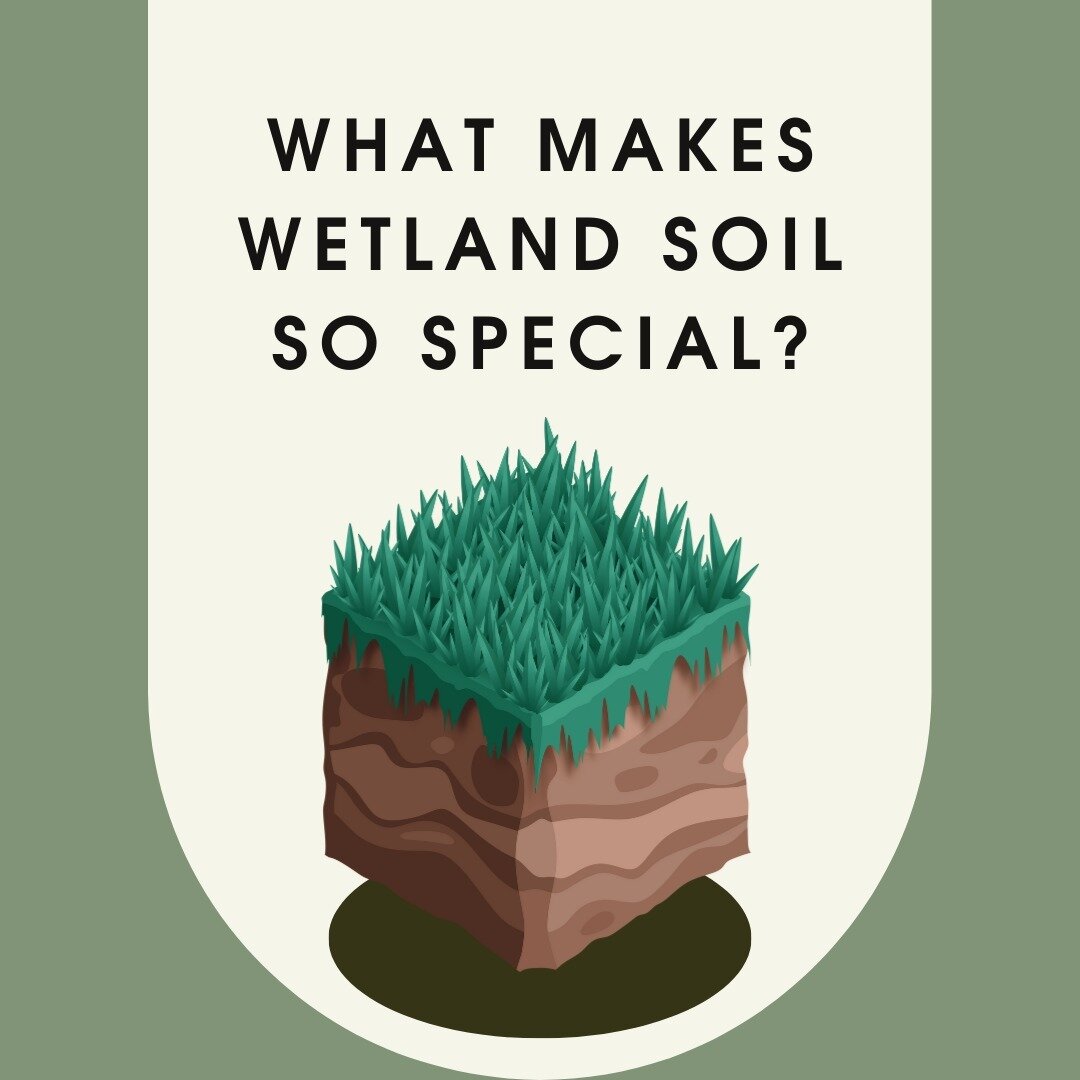 Digging deep into our love for wetlands on #WorldSoilDay! 🌱
The very mud we spend our days playing in is the secret sauce for nature's own nutrient-rich canvas, and it's a real beast at carbon sequestration. 
Let's get down and dirty celebrating the