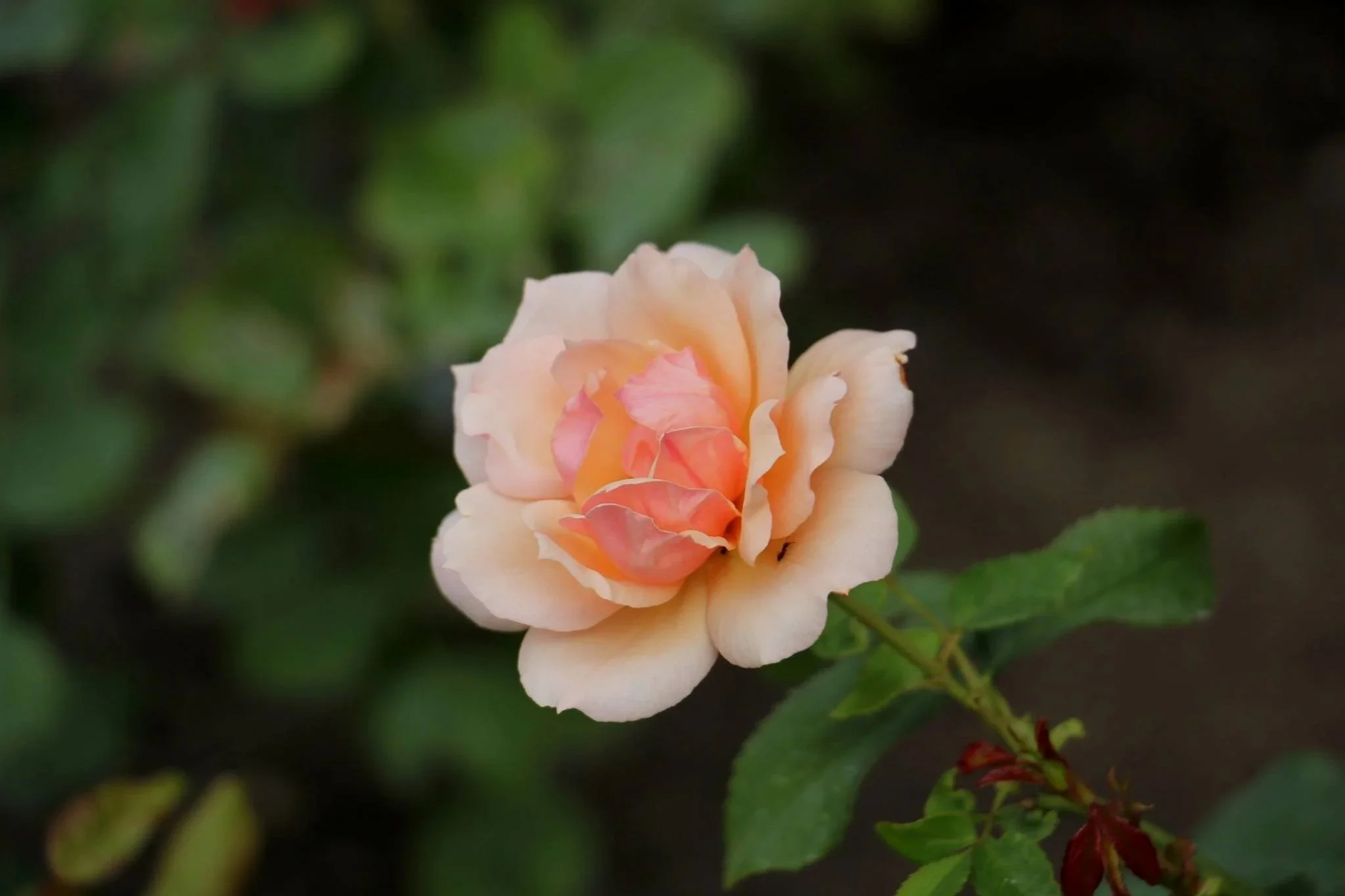 Rose Pruning 101