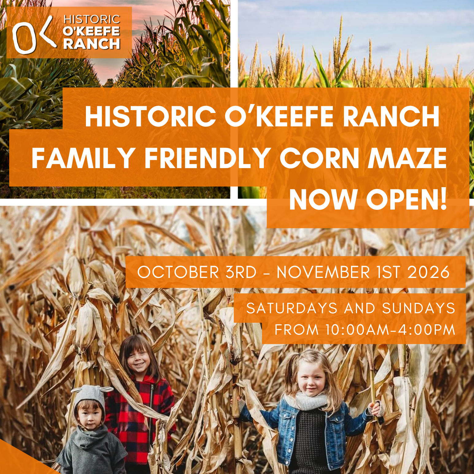 family friendly Corn maze at O’keefe ranch