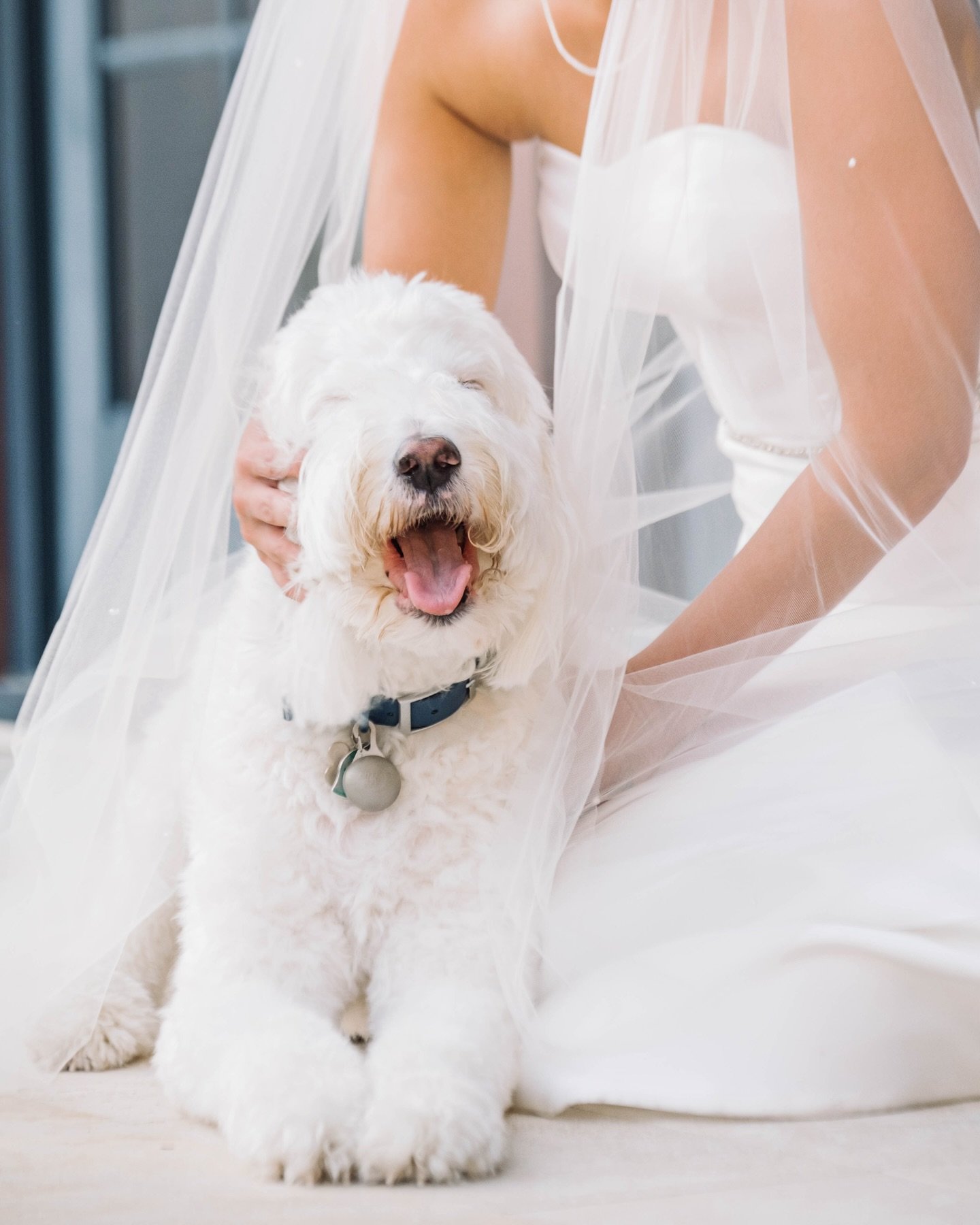 Paws-ing to celebrate National Pet Day!🐶🐾

Planning your big day? Let&rsquo;s elevate it by incorporating your furry friends into your celebration! Whether they&rsquo;re walking down the aisle, or posing for photos, their presence adds an undeniabl