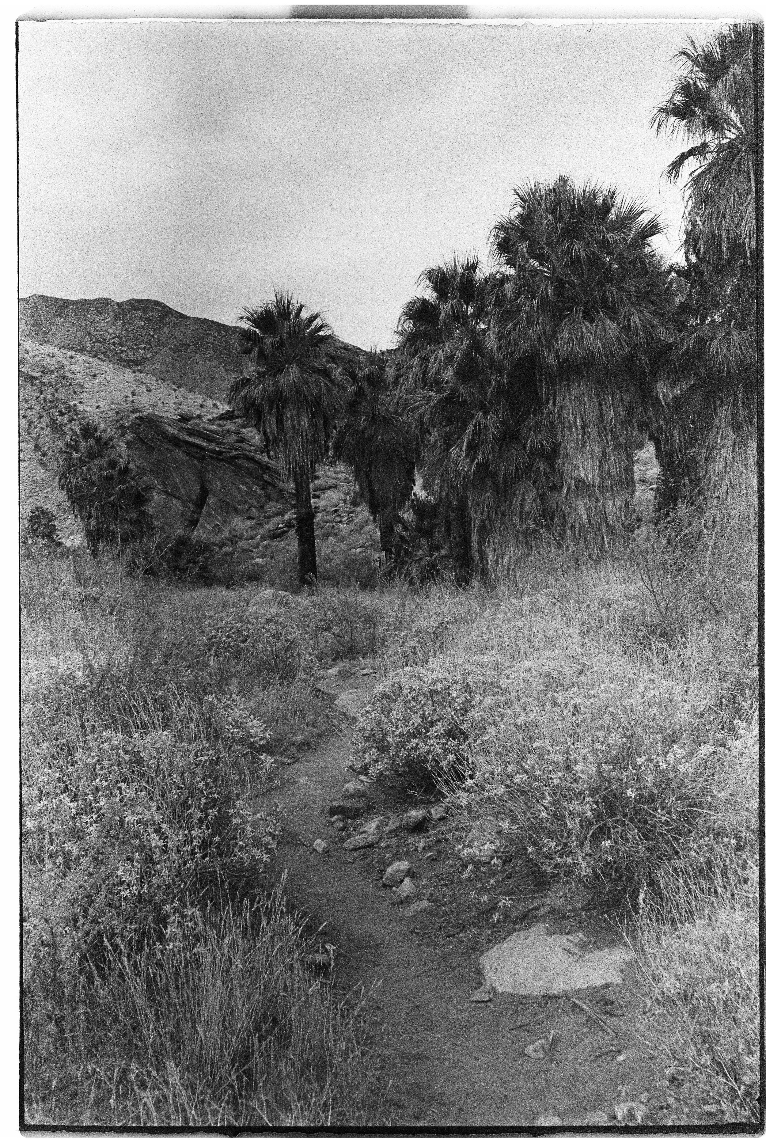 A black and white photo of a desert landscape with a narrow dirt trail leading through dry bushes and tall palm trees, with mountains in the background.