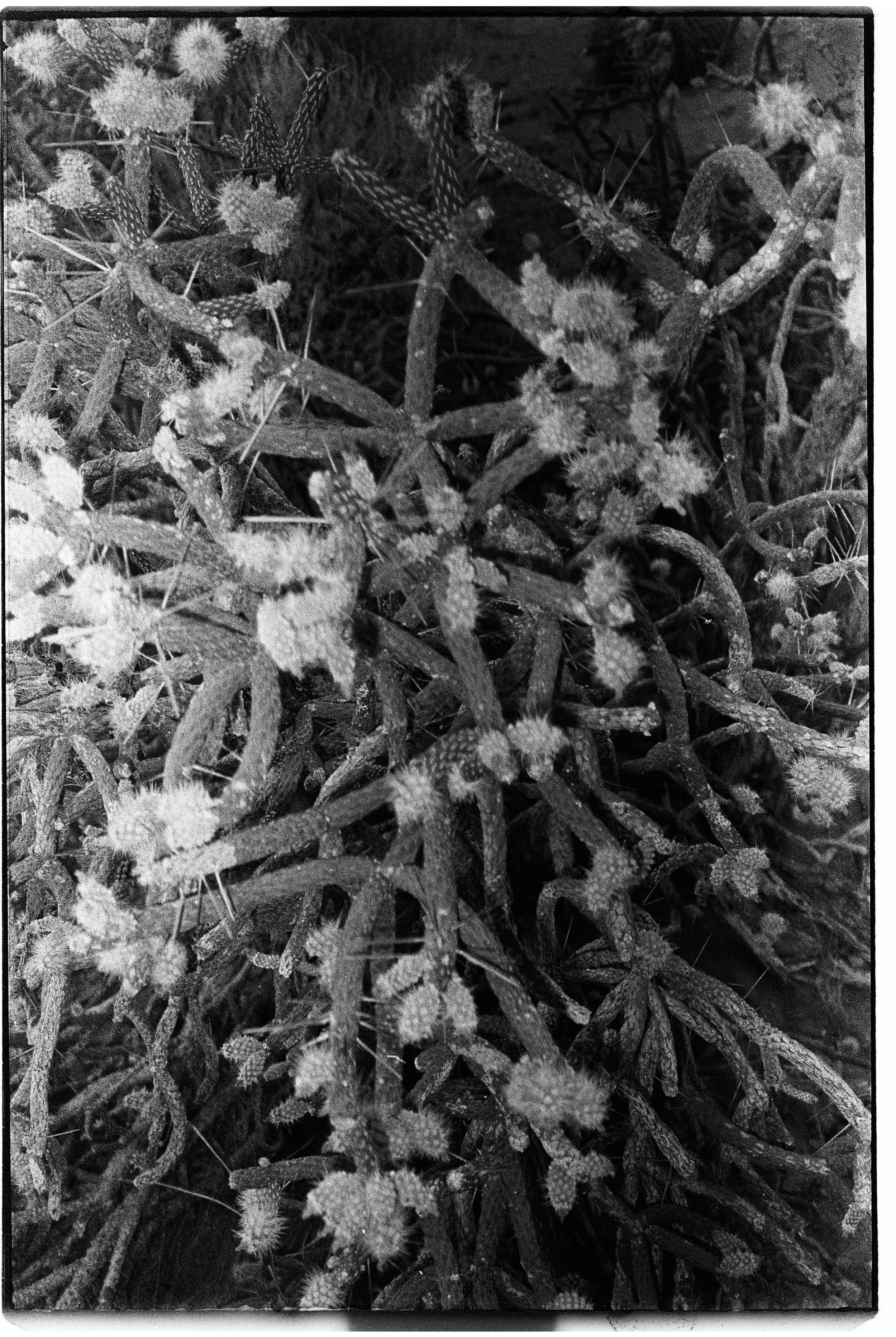 Close-up black and white photo of a cactus with spines and flowering buds.