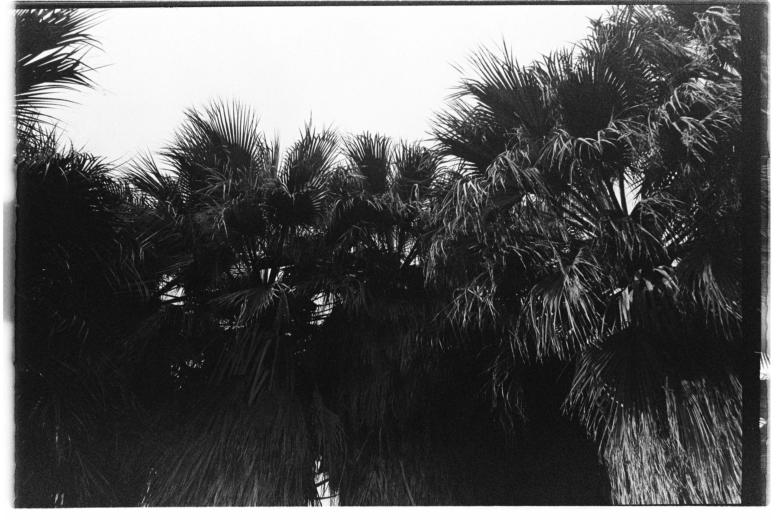Black and white photo of tall palm trees against an overcast sky.