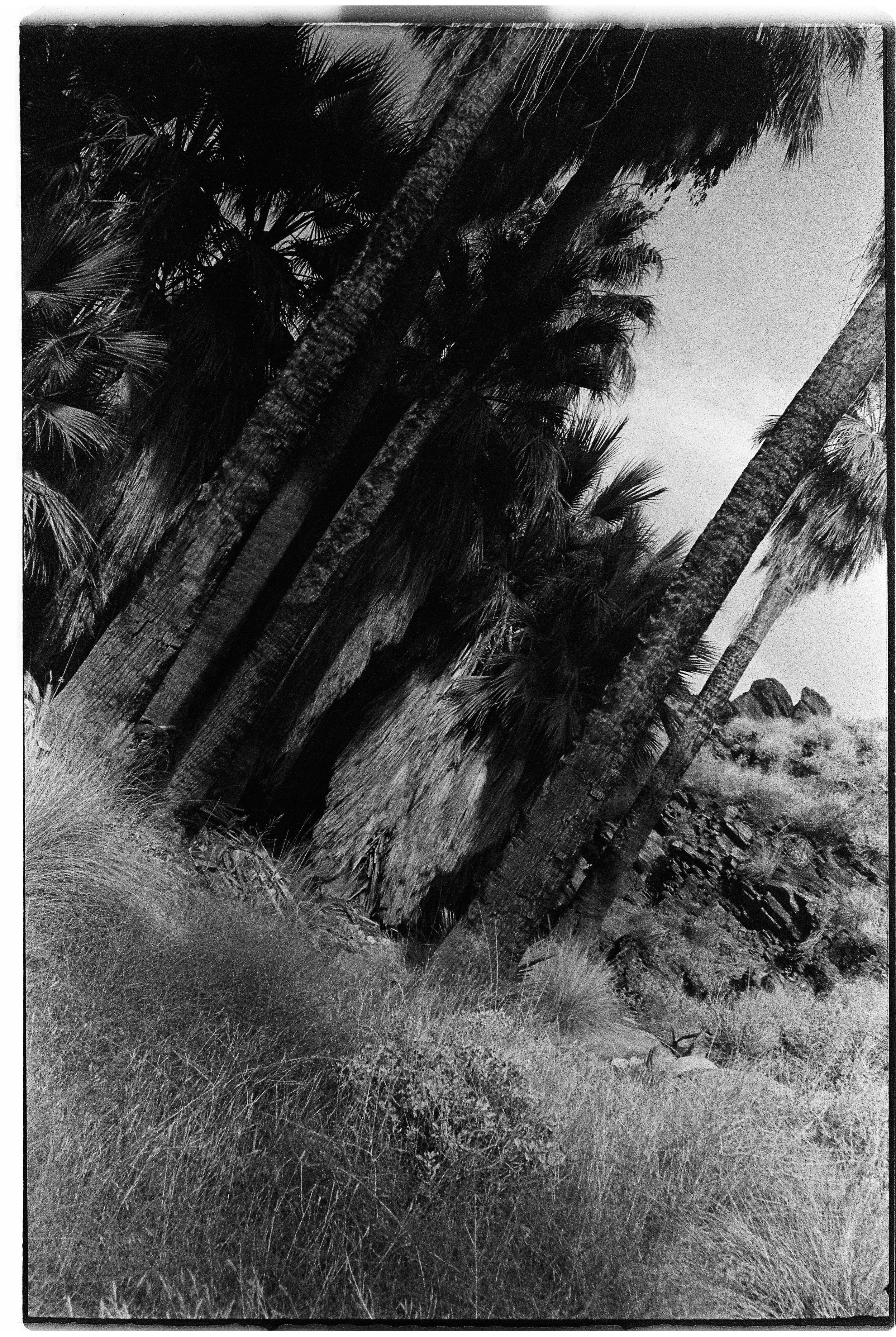 Black and white photograph of tall palm trees and desert grass, with a rocky hillside in the background.
