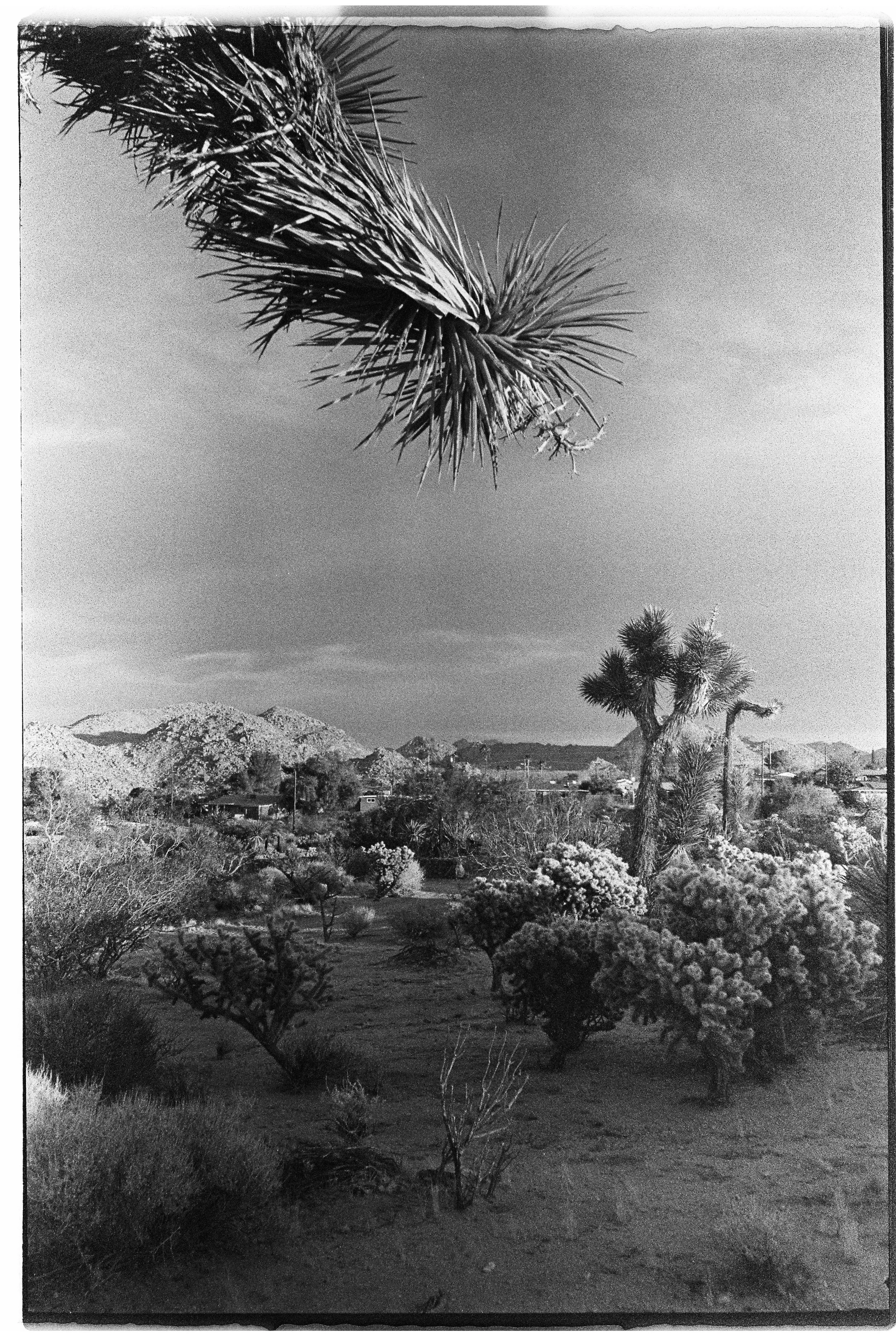 Black and white photo of desert landscape with Joshua trees, shrubs, and distant mountains.