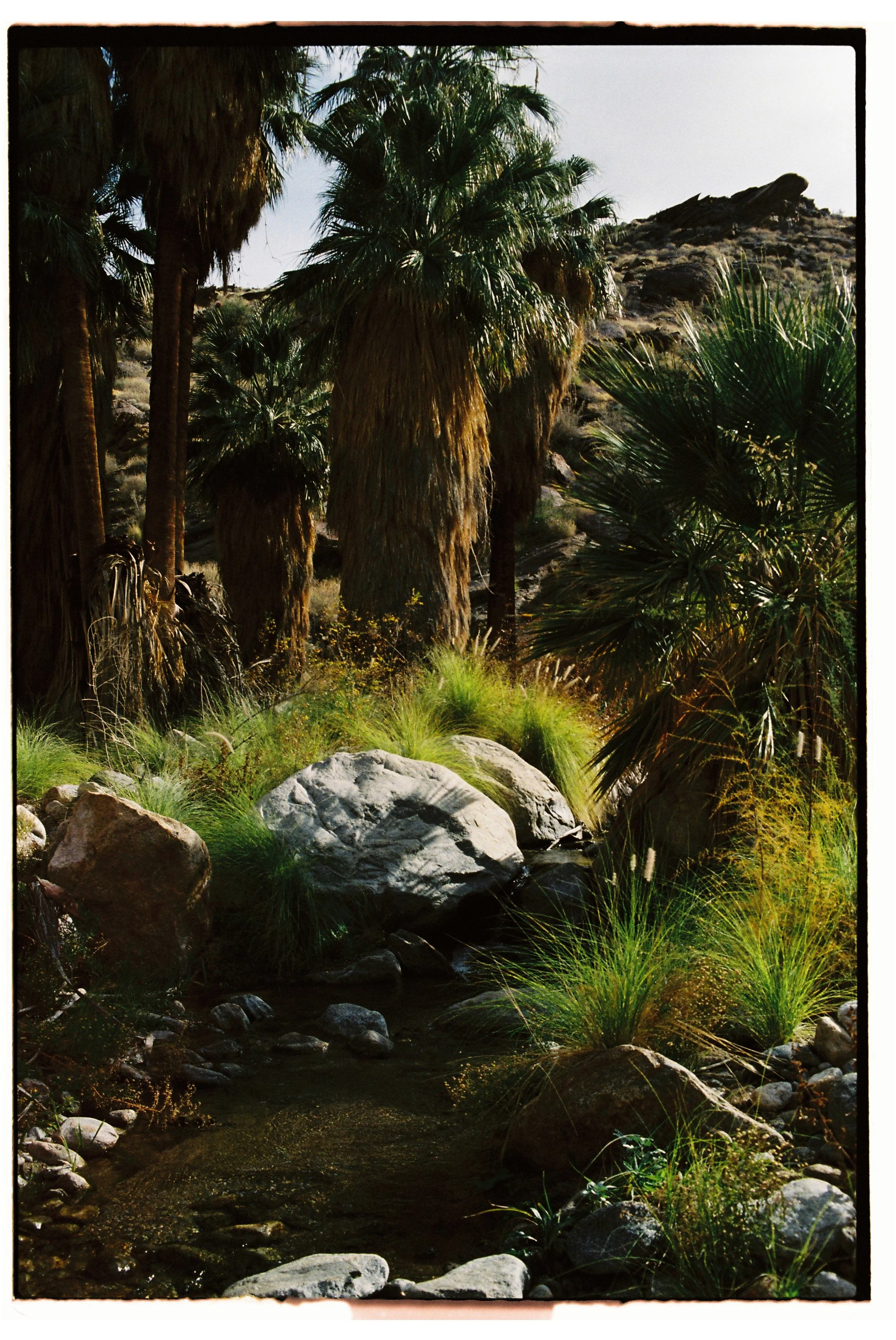Desert landscape with tall palm trees, large rocks, and a small water stream surrounded by green grasses.