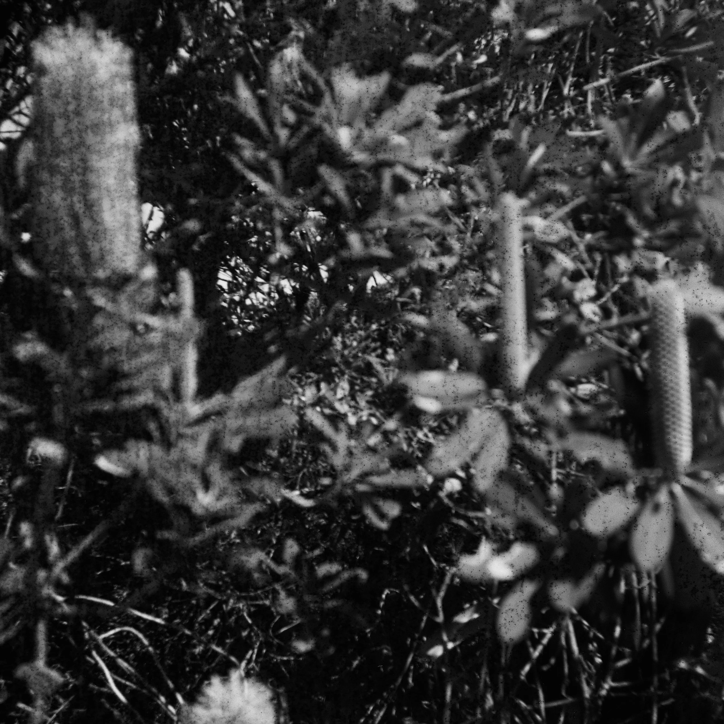 Close-up of plants and leaves in black and white.