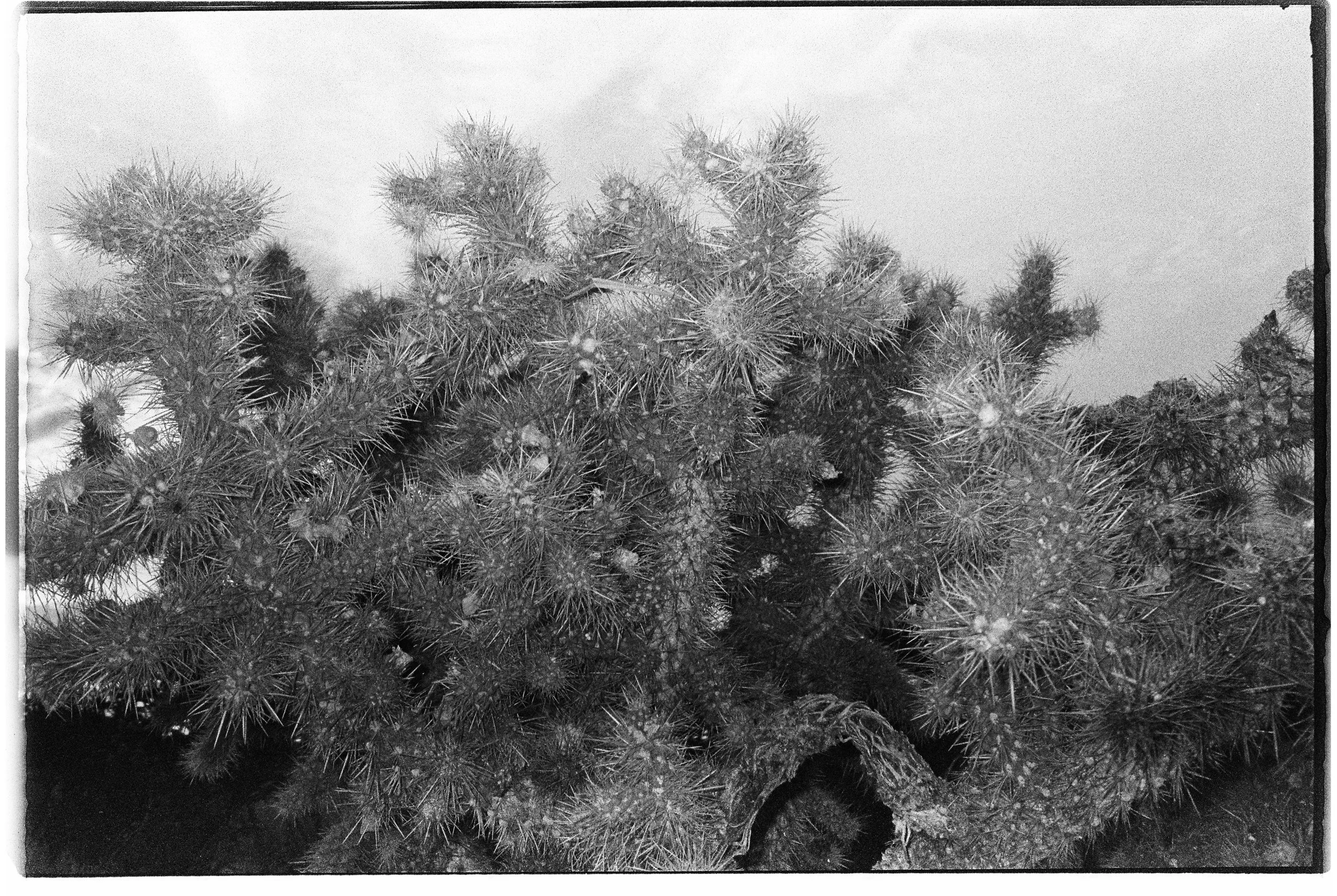 A cactus plant with many spines and small branches, taken outdoors against a partly cloudy sky.